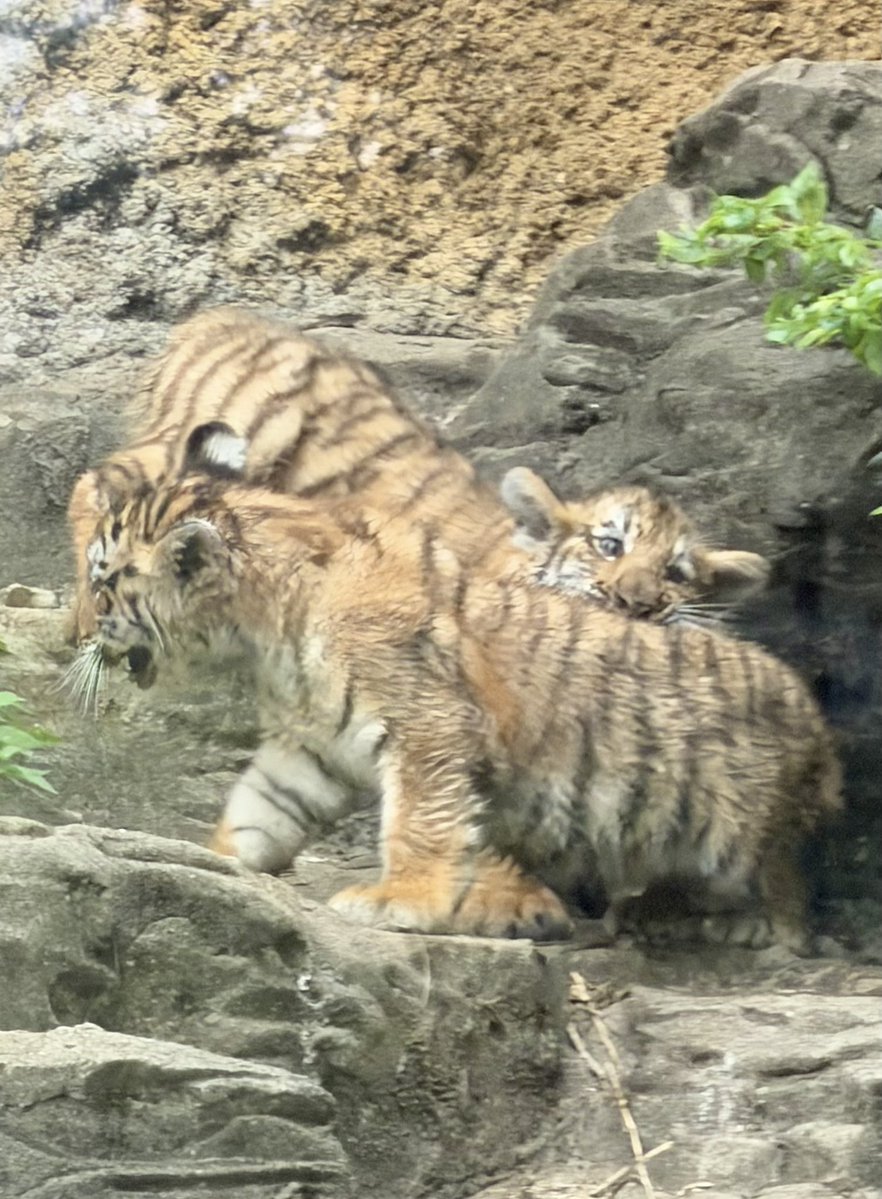 yoccy445's tweet photo. 5月2日生まれの双子ちゃん🐯🐯
初めて会えた記念に写真をアップします🥰
(2026年7月24日撮影)
#多摩動物公園 #動物園 #アムールトラ #トラ #ヒバナ #ツボミ
#TamaZoologicalPark #Zoo #AmurTiger #Tiger https://t.co/YolDCVJGsT
