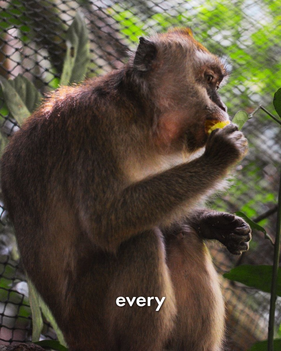 World Animal Protection tweet media