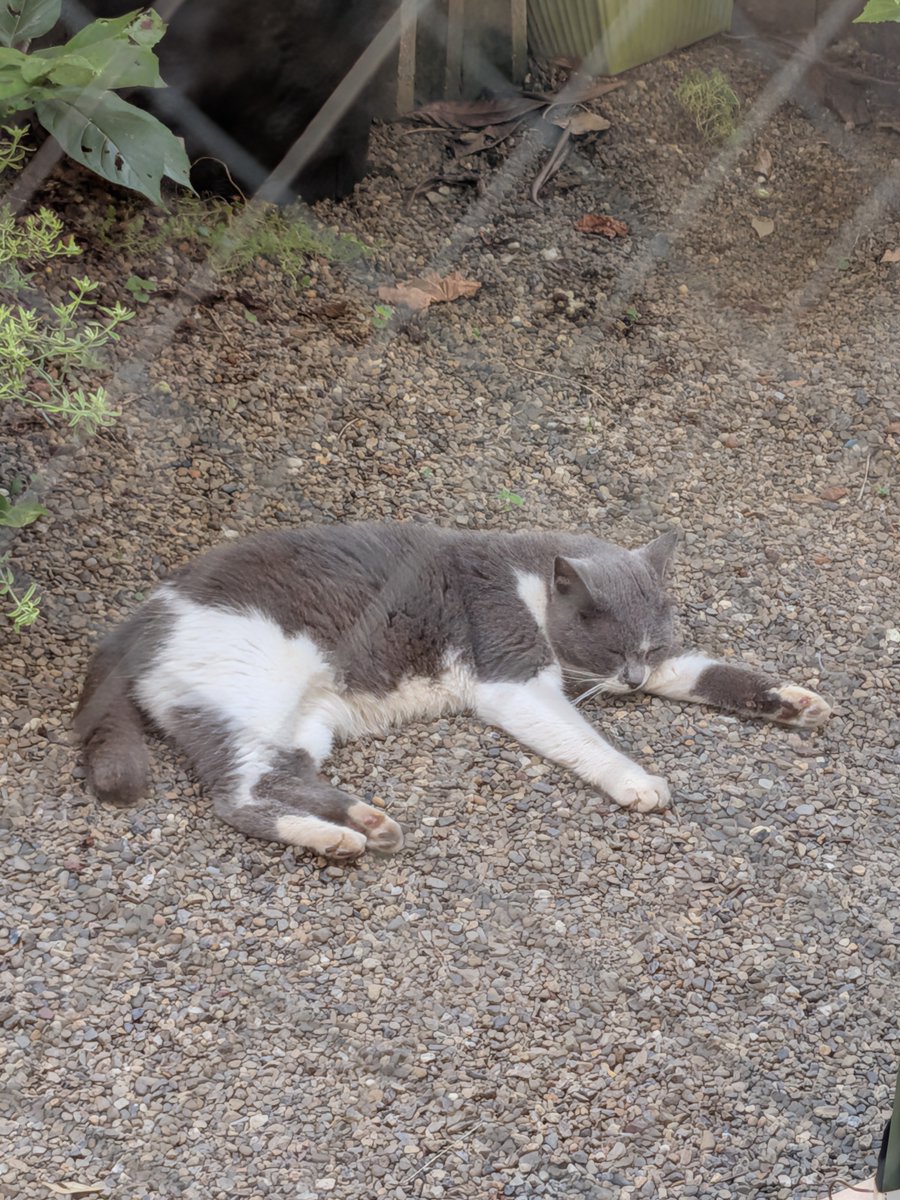 Japanese Six Cat Family (@kimucoro1) / Posts / X