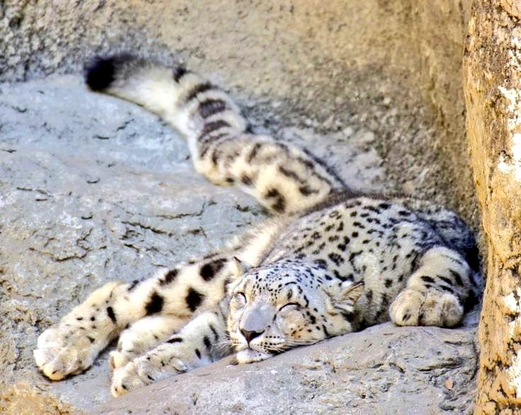 Snow Leopard tweet media