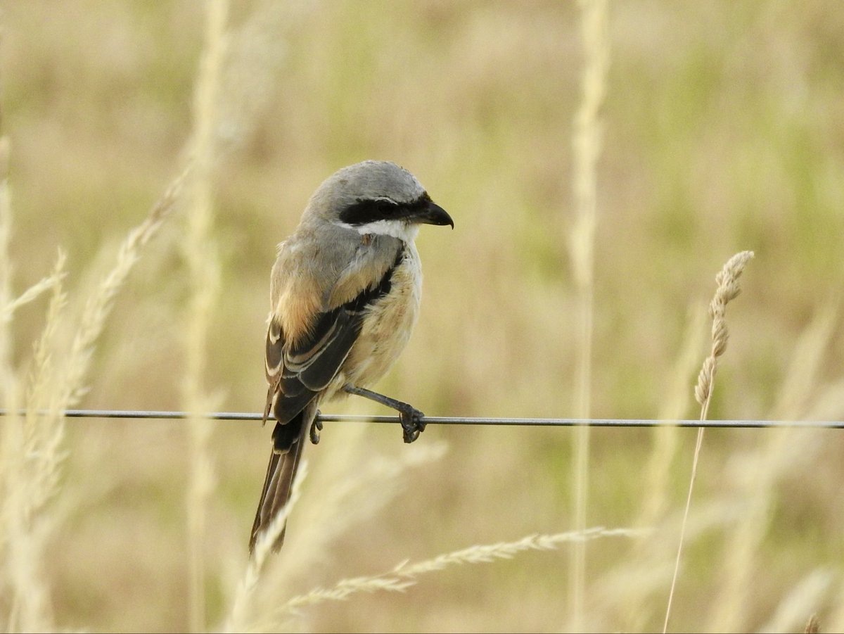 Tay_PJT's tweet photo. Long-tailed Shrike still showing well this morning at Eastleach Martin. Massive thanks again to @GlosterBirder for refinding otherwise Glos birders would be talking about this bird for years to come for all the wrong reasons 🙏🏻 #GlosBirds https://t.co/1O72li6byY