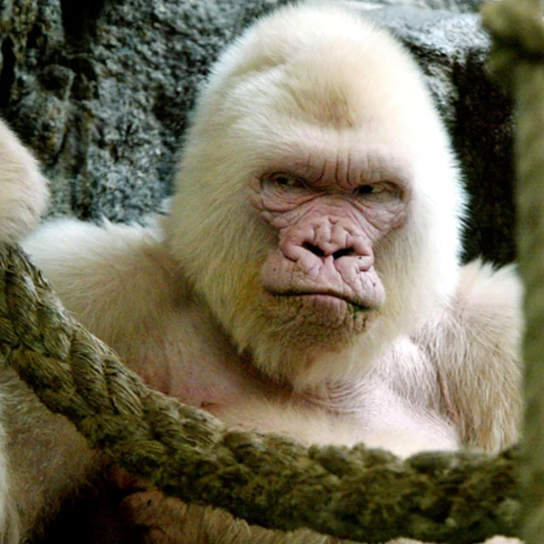 AMAZlNGNATURE's tweet photo. Snowflake remains the only known albino gorilla ever recorded

His lack of pigment gave him white fur and pale skin, but also made him dangerously sensitive to sunlight https://t.co/VfCPdOHANE
