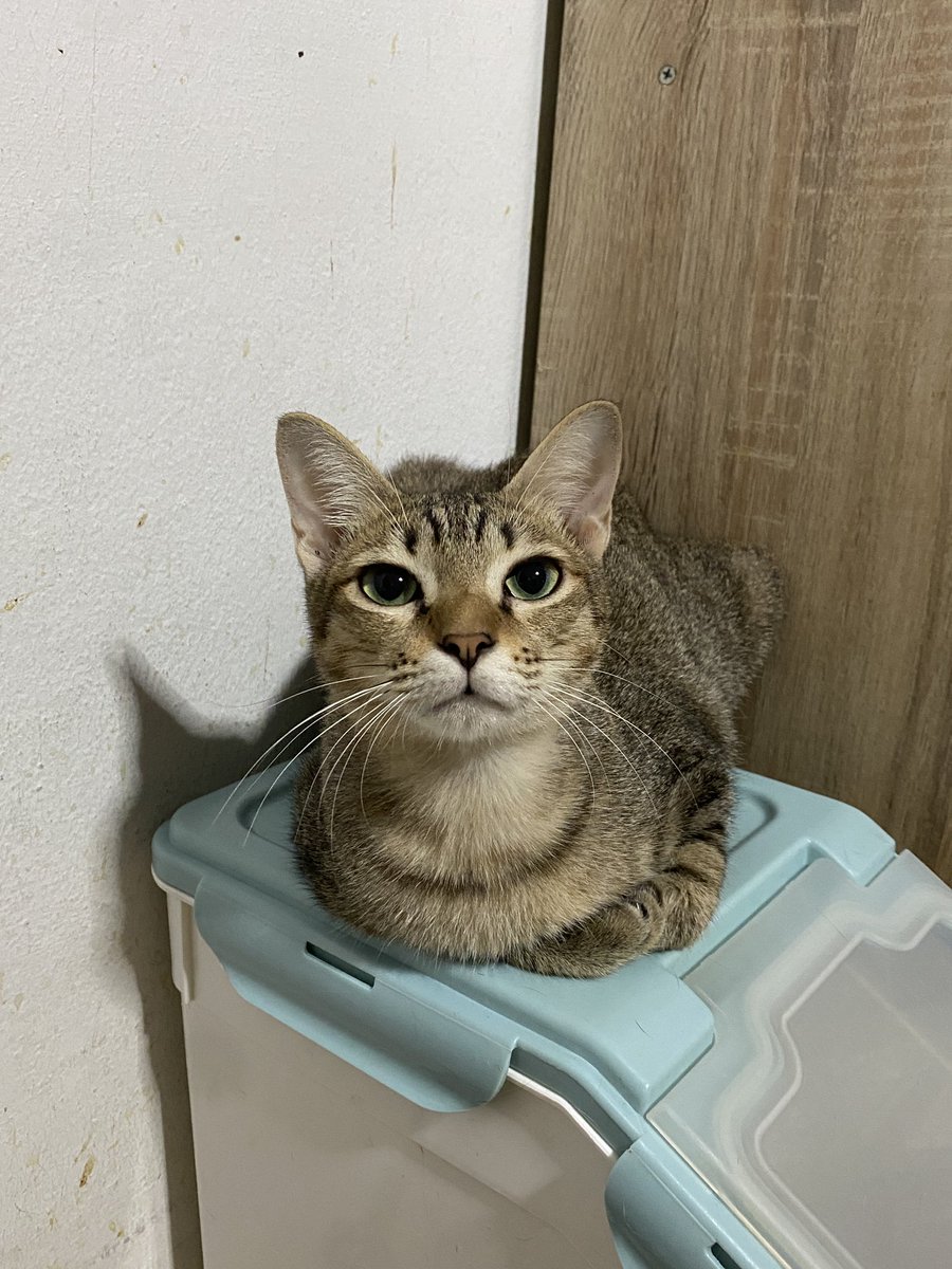 catperson020723's tweet photo. น้องเบลล่าเสียงหวาน อยากมีบ้าน🏡

#หาผู้อุปการะ
เพศเมีย ทำหมันแล้ว อายุ 6-7 เดือน 

ร่าเริง ชอบเล่นซ่อนแอบมาสะกิดตอนนุดเผลอ ขี้อ้อน

ที่มา : https://t.co/bDxYFTpncW

ส่งเองในเขต กทม. สมุทรปราการ ปทุมธานี นนทบุรี เท่านั้นไม่มีให้มารับหรือนัดรับ

*รับเลี้ยงฟ_รี แต่มีคัดบ้านนะคะ* https://t.co/ZHs91LoVz8
