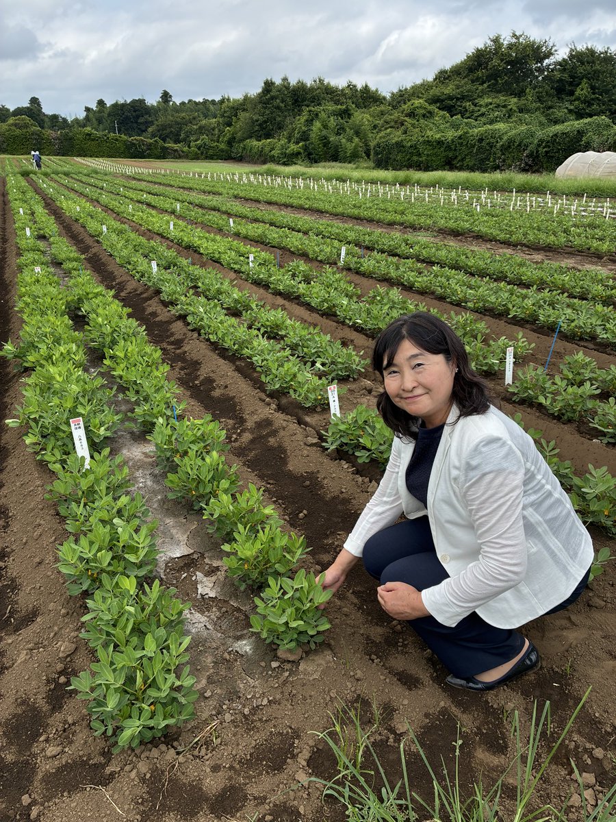 irie_akiko's tweet photo. 今日は、八街にある千葉県農林総合研究センター落花生研究室へ。
９月代表質問の視察調査のため、会派同僚で農林水産常任委員会所属の竹内圭司議員と一緒に、お邪魔しました。
落花生種子・原原種の圃場、遺伝資源の保存倉庫なども見学させていただきました。

今から６年前、種子法が廃止され、それに変わる県条例が制定される時にも、竹内議員と訪問しています。
国内唯一の落花生専門研究室は、千葉県の貴重な財産であることを改めて実感！

#入江あき子  #落花生  #千葉県農林総合研究センター  #落花生研究室  #立憲民主党