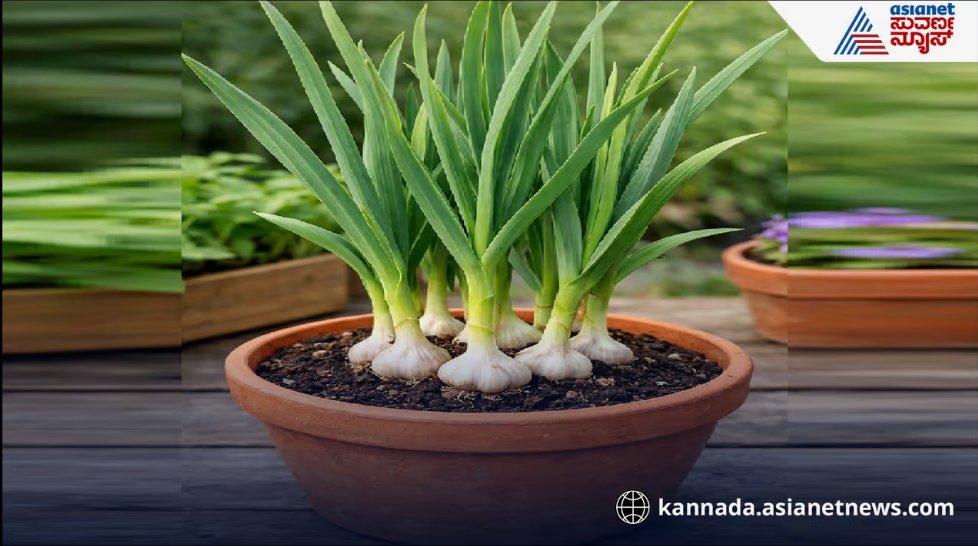 AsianetNewsSN's tweet photo. Grow Garlic at Home: ಮನೆಯಲ್ಲಿಯೇ ತಿಂಗಳಿಗಾಗುವಷ್ಟು ಬೆಳ್ಳುಳ್ಳಿ ಬೆಳೆಯಿರಿ: ಇಲ್ಲಿದೆ 6 ಸಿಂಪಲ್ ಟಿಪ್ಸ್
Read more: https://t.co/qACkp5B1Fu
#GrowGarlic https://t.co/BxyVwkfRZa