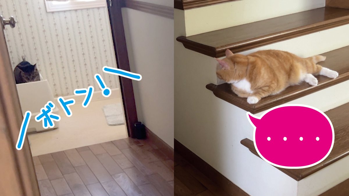 kinokonyans's tweet photo. 重量級にスッキリした
きくらげ氏と🐈‍⬛

それを冷ややかな目で見つめる
しめじさんです👁️👁️🐈

【動画投稿】
快便すぎる猫と
それを階段からじっと見つめる猫の
温度差が凄すぎたｗｗw

YouTube https://t.co/k9eQBDuyHs https://t.co/ki4LLbdjJj