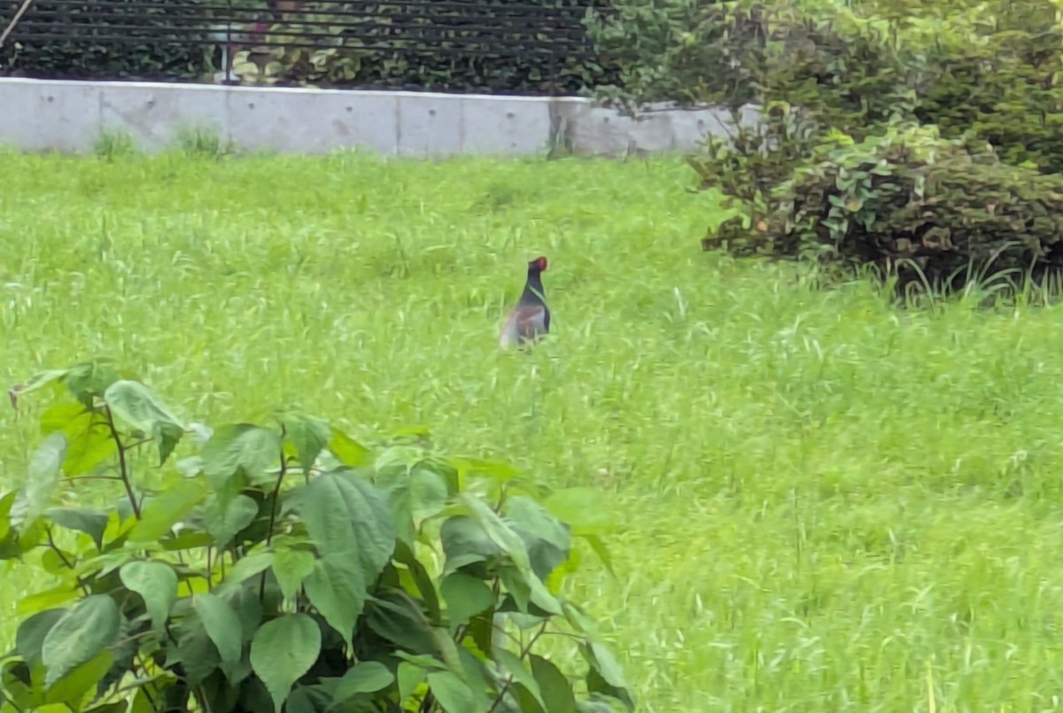 Prof_Buggies's tweet photo. 保育園のお迎えで発見！

#野鳥
#キジ https://t.co/xwsJxVjObc