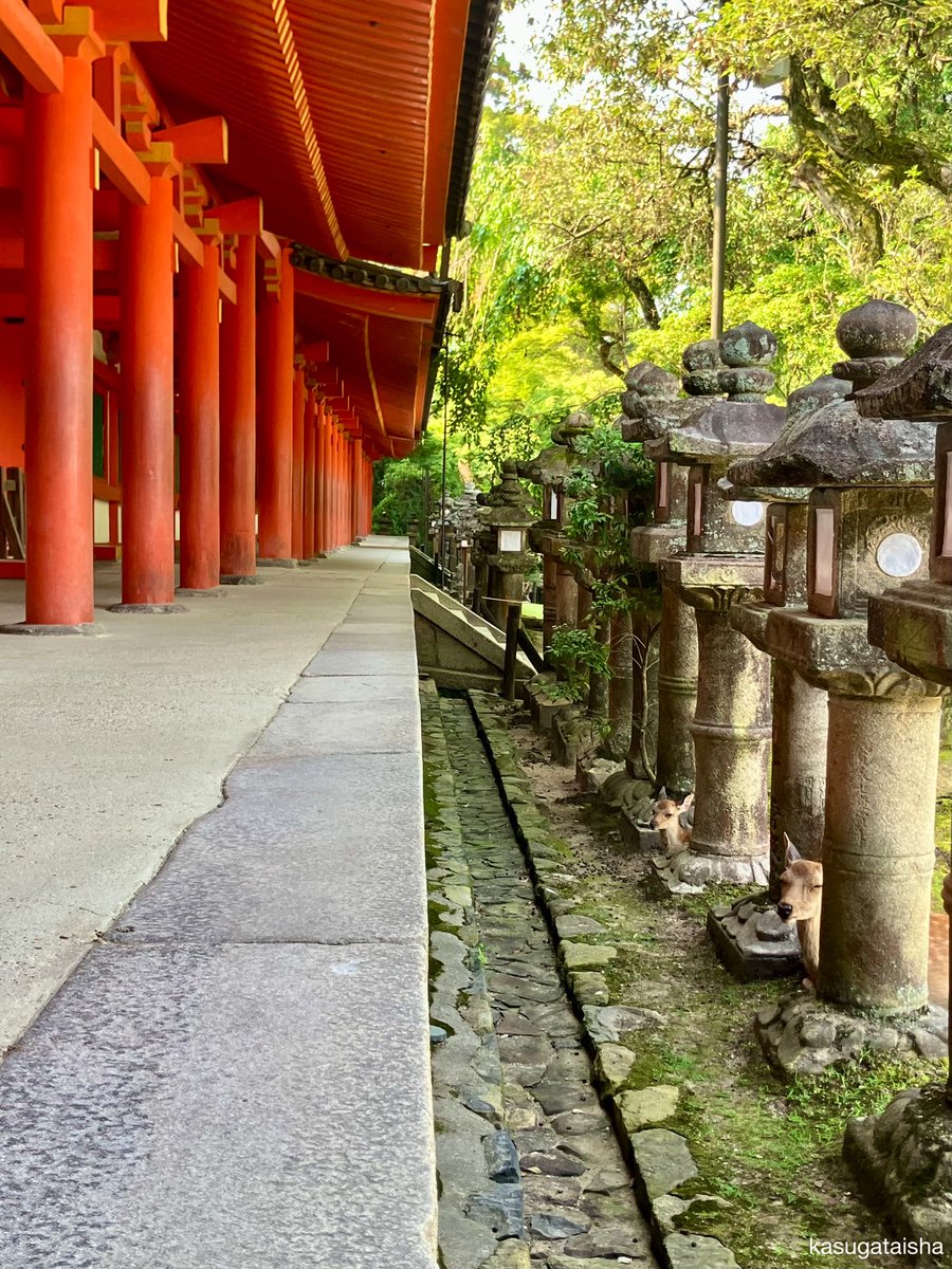 KASUGASHRINE's tweet photo. 📍奈良市 春日大社(西回廊)

親子そろって同じ格好で丸くなっていました。

#神鹿 #神さまのお使い #石燈籠 https://t.co/7MYrjfc4fj