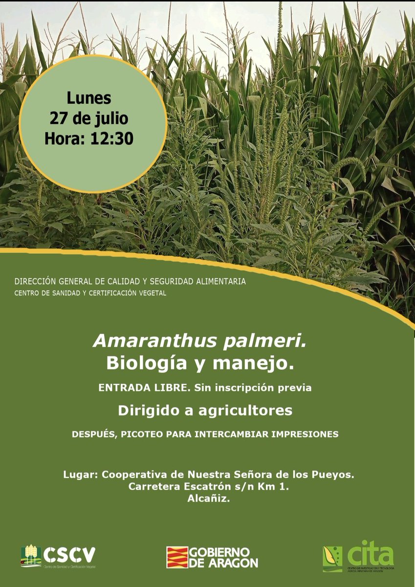 redfaragon's tweet photo. El lunes, 27 de julio, a las 12:30 h, tendrá lugar en la Cooperativa Los Pueyos de #Alcañiz una jornada sobre Amarathus #palmeri dirigida esoecialmente a #agricultores y centrada en su biología y manejo.

La asistencia es gratuita y sin registro previo.

#OCA #CSCV @CITAAragon https://t.co/h5CRDNeTDV