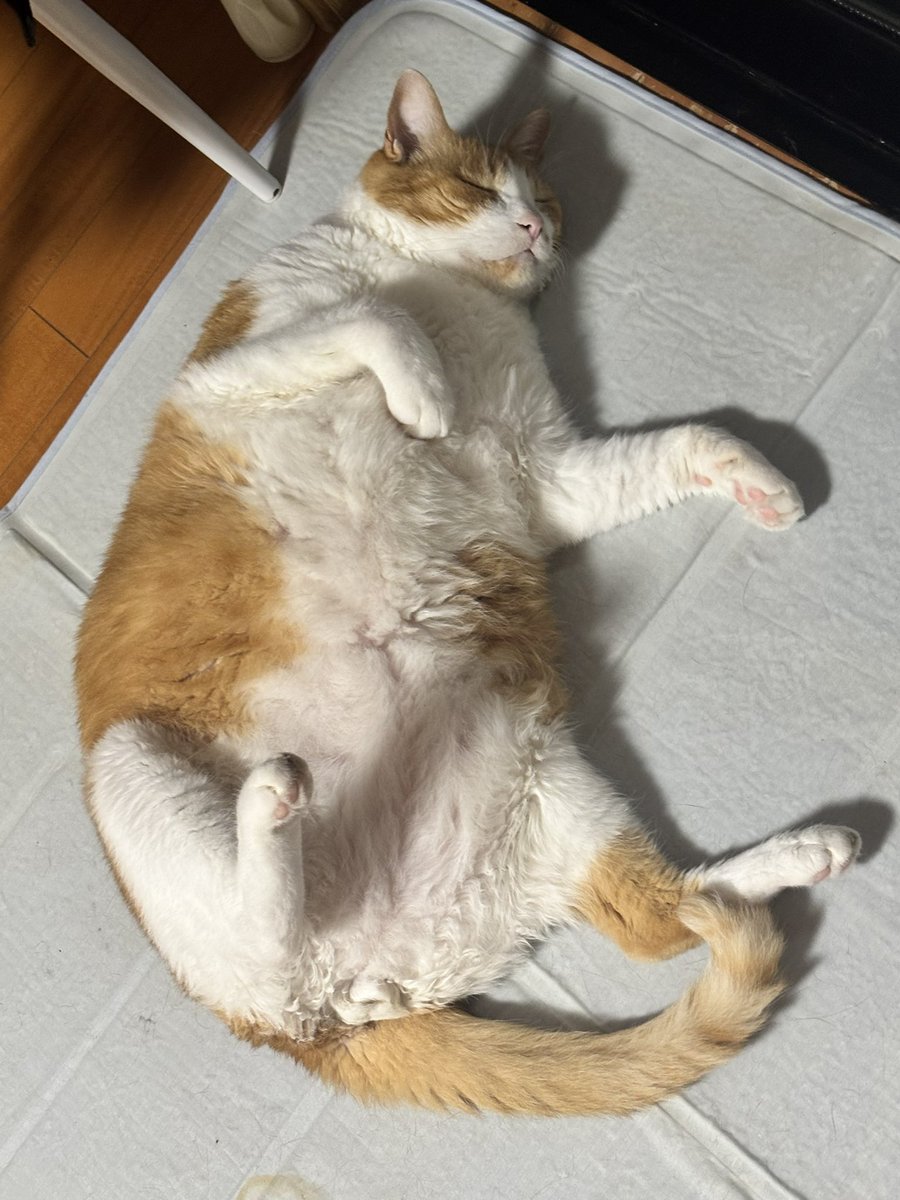 tlgupwp95's tweet photo. お久しぶりです。
生きてます✌🏻

デブを添えてｽｯ…((꜆˙꒳˙)꜆🐱 https://t.co/hNgsisjv5Z