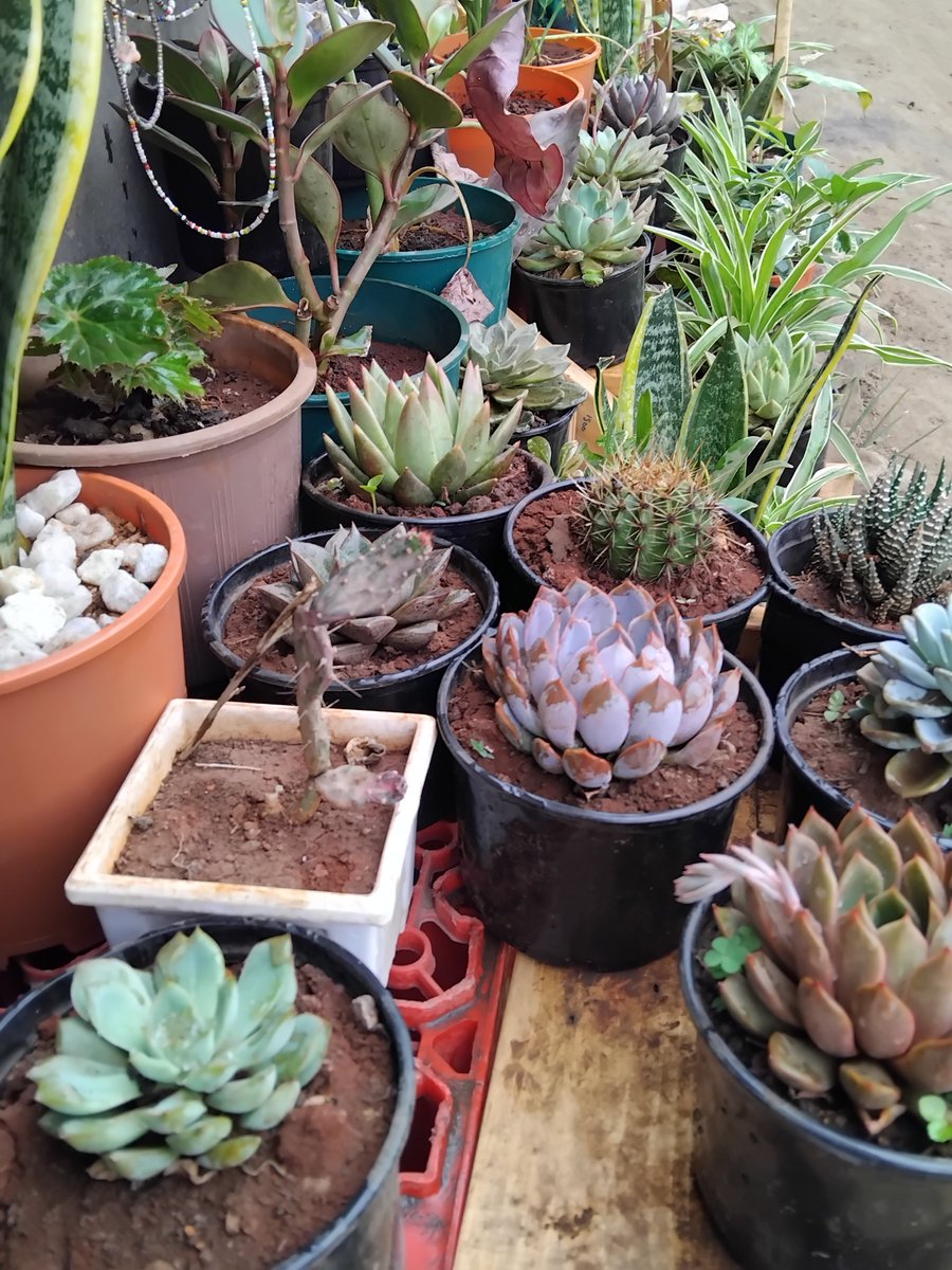 everythngplants's tweet photo. TGIF ✨️ 🤗 🪴 https://t.co/RPLxfDWSEB