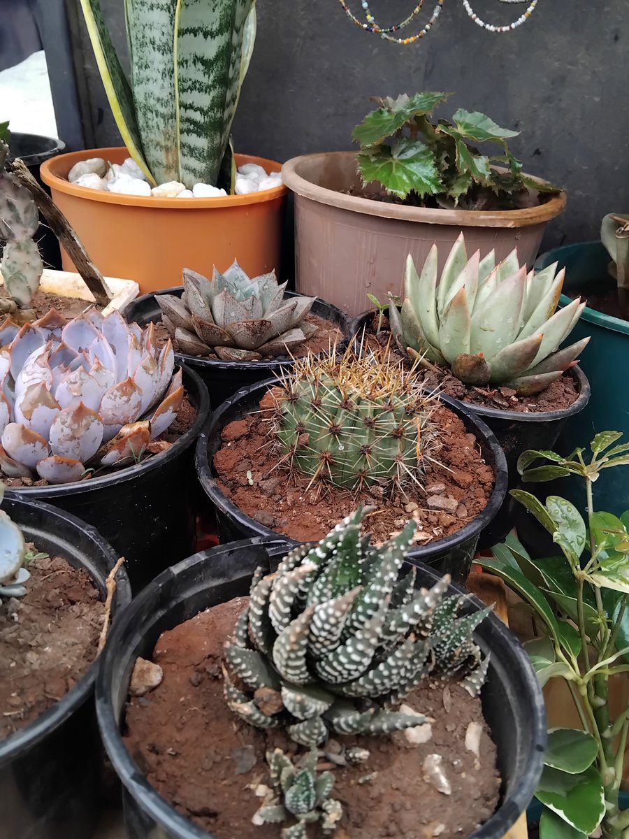 everythngplants's tweet photo. TGIF ✨️ 🤗 🪴 https://t.co/RPLxfDWSEB