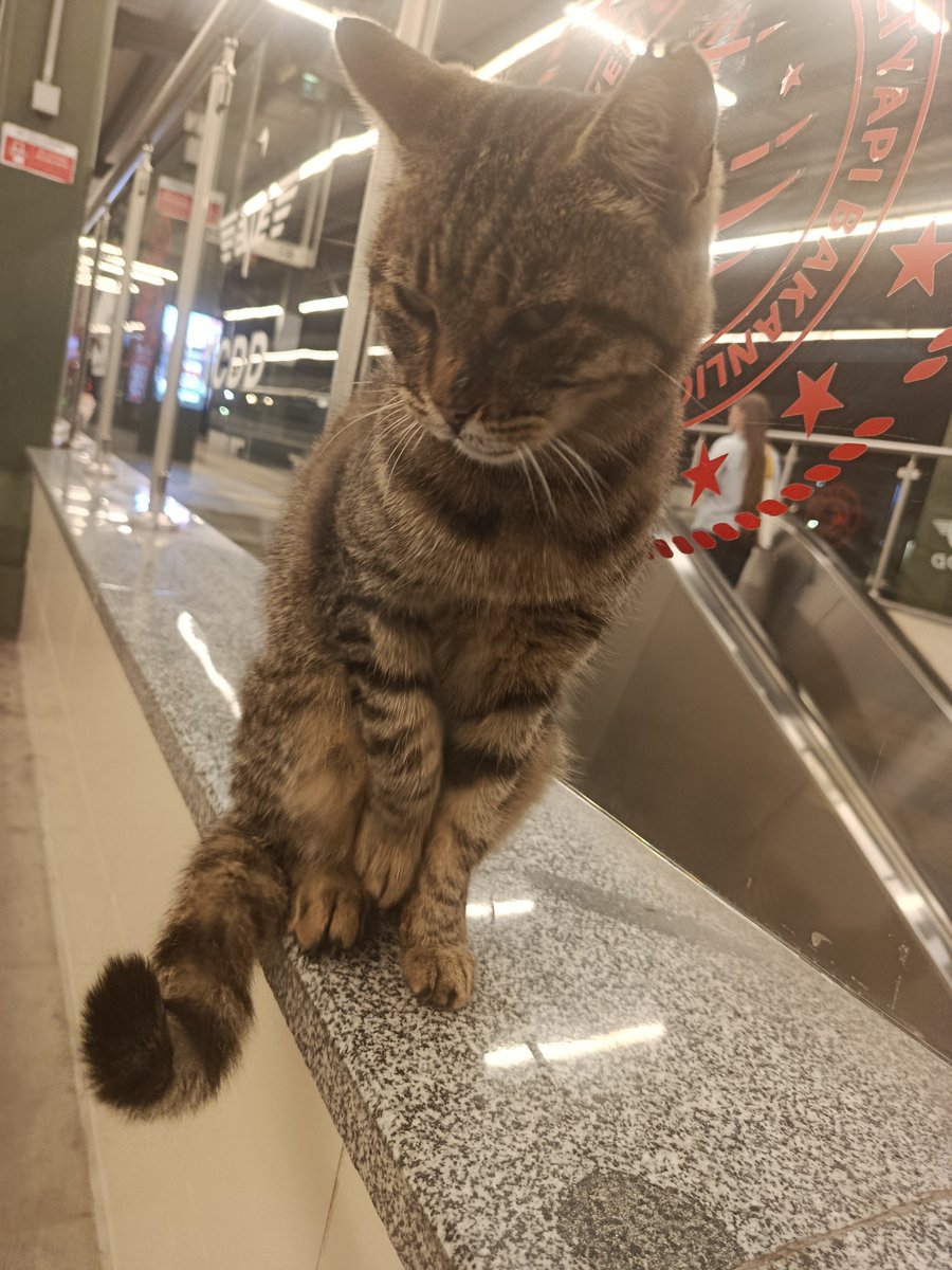 witchscarlet34's tweet photo. dün eve giderken marmide biraz kafasını sevdim şu bakışa baksanıza https://t.co/YwQICD4Okf
