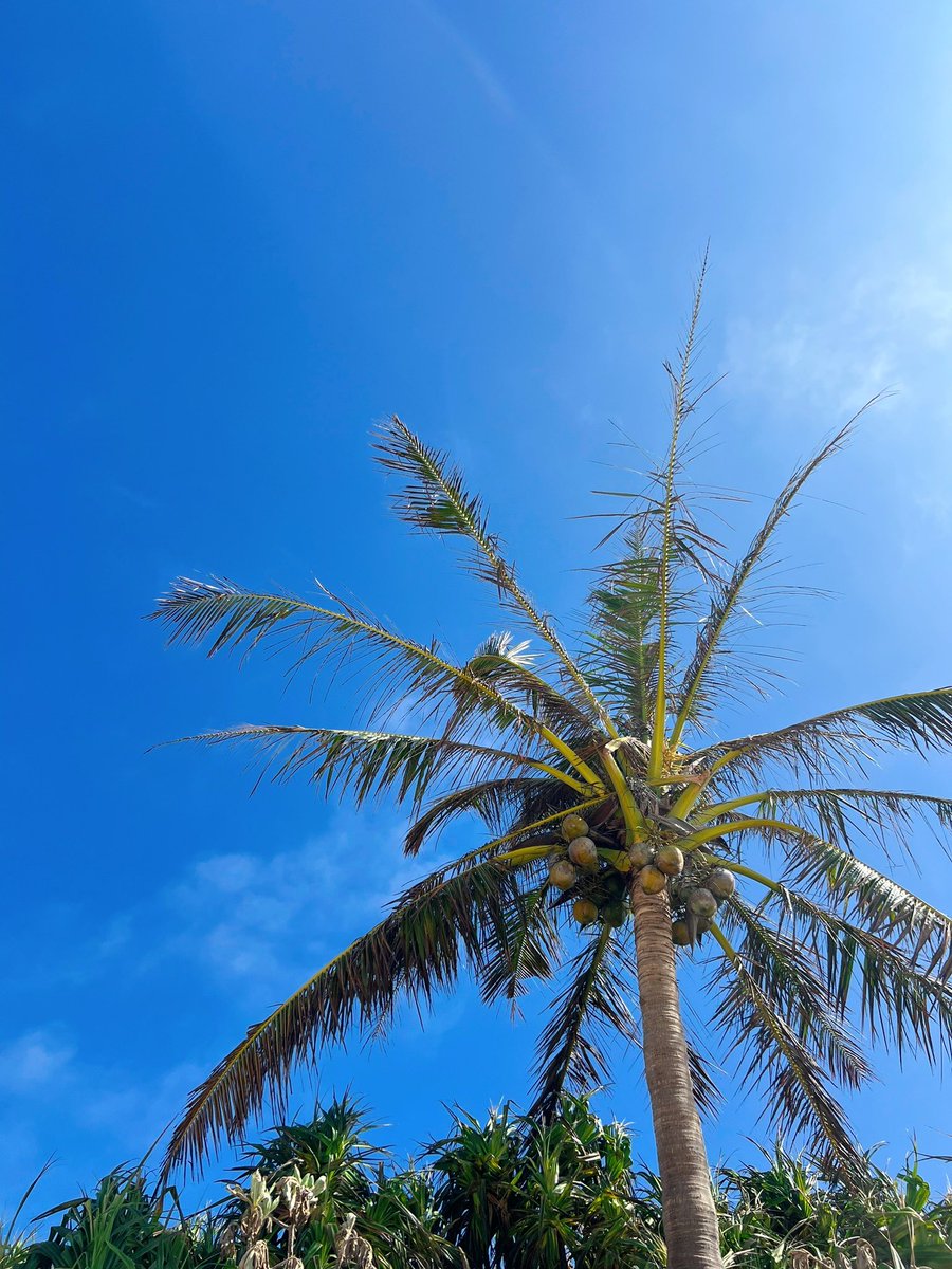nami1106__'s tweet photo. 宮古島綺麗すぎた、夏満喫海最高 https://t.co/Nzwh00zEVC