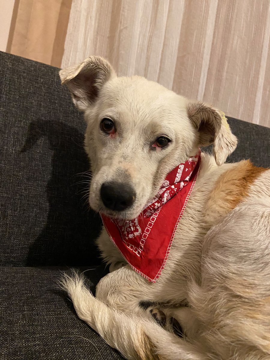 sedaawho's tweet photo. yaklaşık 2 yaşlarında, ev ortamına çabuk uyum sağlayan, sevecen bu dişi kısır köpeği korumaya aldım. ona ömürlük yuva olacak yeni ailesini arıyoruz. Çanakkale #yuvailanı https://t.co/Nk15bzpBsz