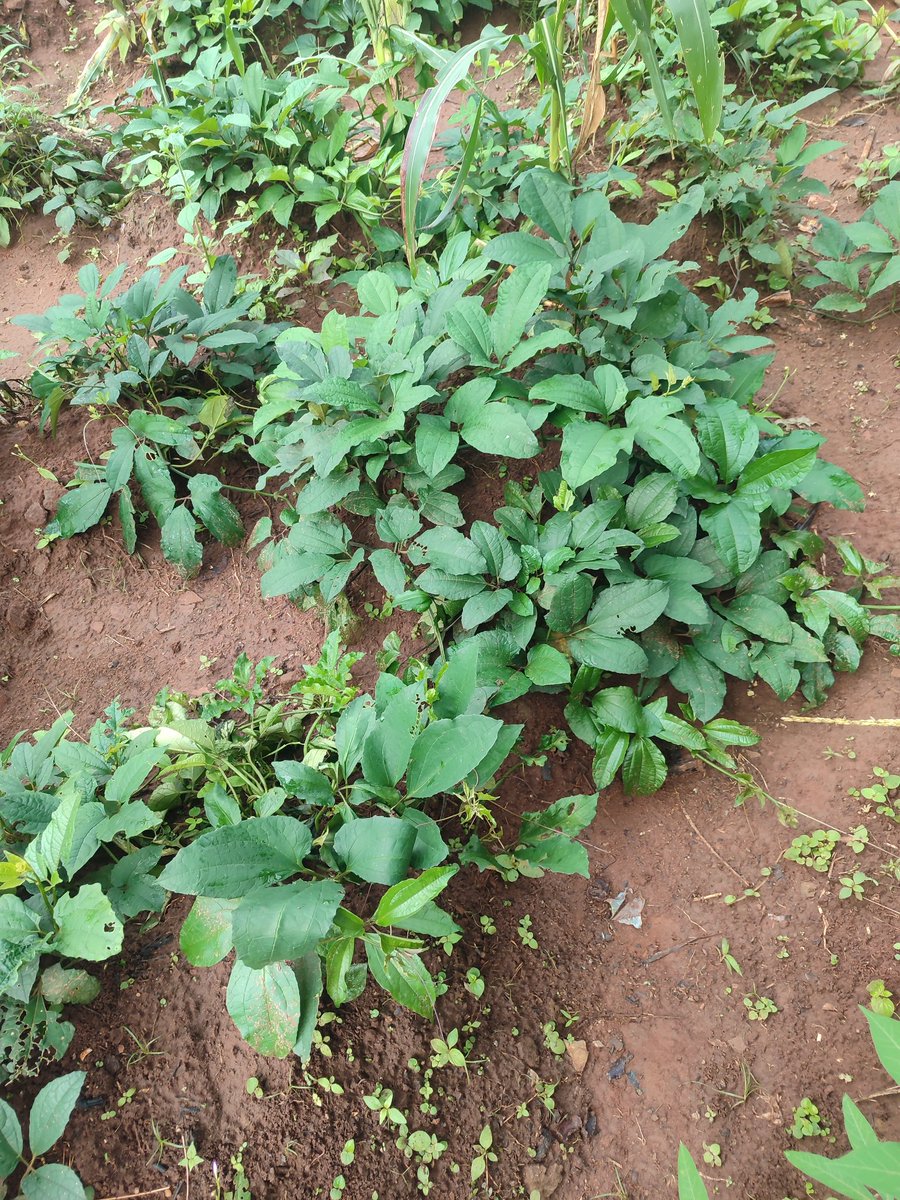 BuchiAnanti's tweet photo. At my village farm.. https://t.co/EjkMSPNE7m