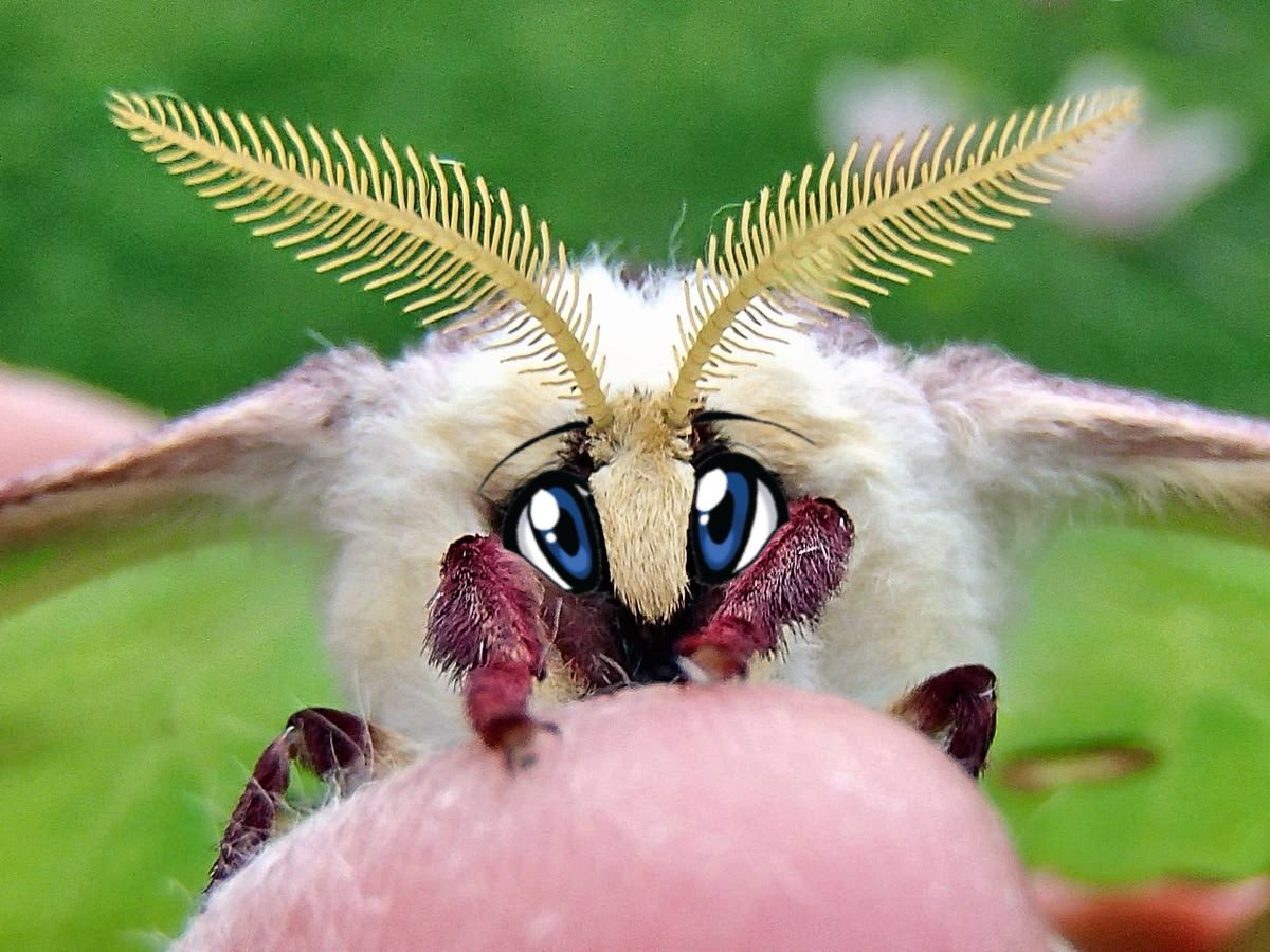 moth (@motheinsect) / Posts / X