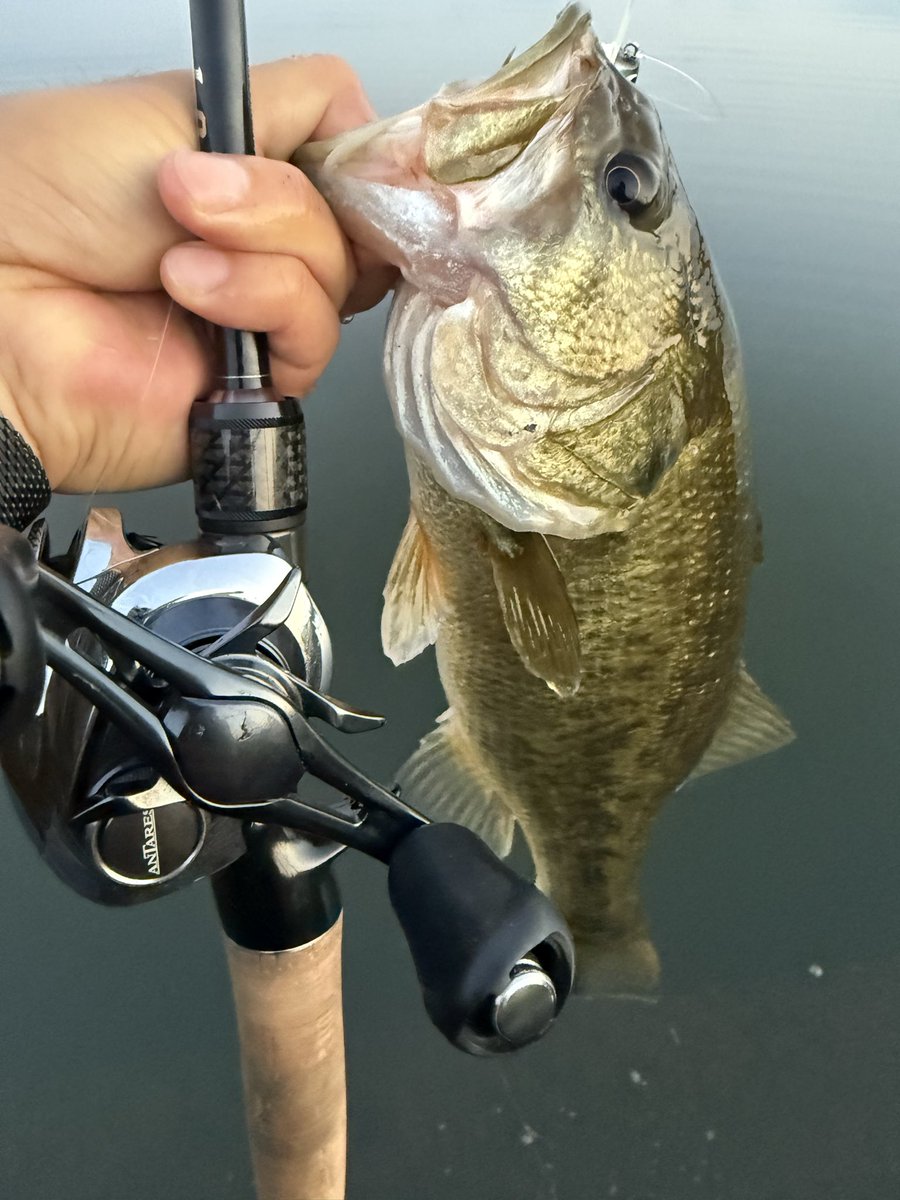 kokori45ko's tweet photo. TEX COOBY Jr 絶好調です🌈
シャロー障害物横からグッとナイスバイト
ウォブル寄りのハイピッチアクションでリップ形状をコフィンリップにすることでカバー回避能力を高めているので杭やリップラップ、カバー周りを大胆に攻めることができます👍
ロッドは投げ易いTEX STAUT TSC67ML-ST
#TEX
#STAUT https://t.co/HDtWXZMrrp