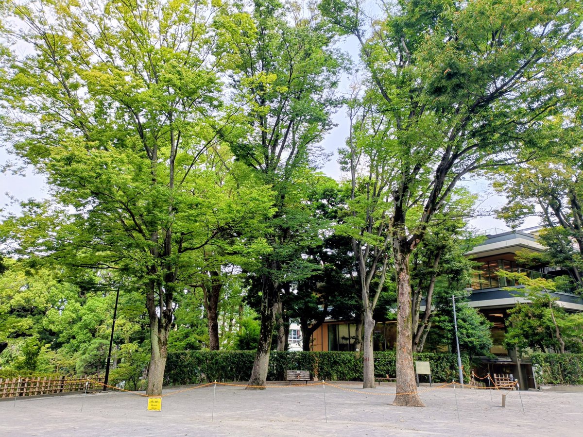 Togoshi_taiso's tweet photo. みんな、雨大丈夫だったかな？

戸越公園の広場では、枯枝落下注意のための黄色いロープが張られているよ

ラジオ体操はいつも通りにやっています🌈

夏休みは朝6時半からラジオ体操をしに公園に行こう✨️ https://t.co/zYo5FU1Stk