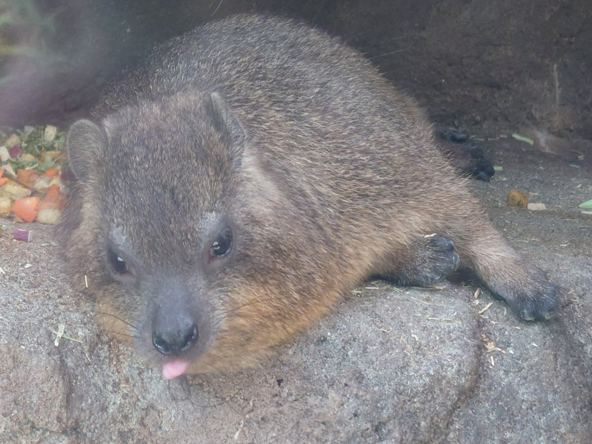 kappashan13's tweet photo. ハイラックスの追憶20220810
#コロッケ
#天王寺動物園
#ケープハイラックス
#minnanotennojizoo https://t.co/Hmt4yWEIL8
