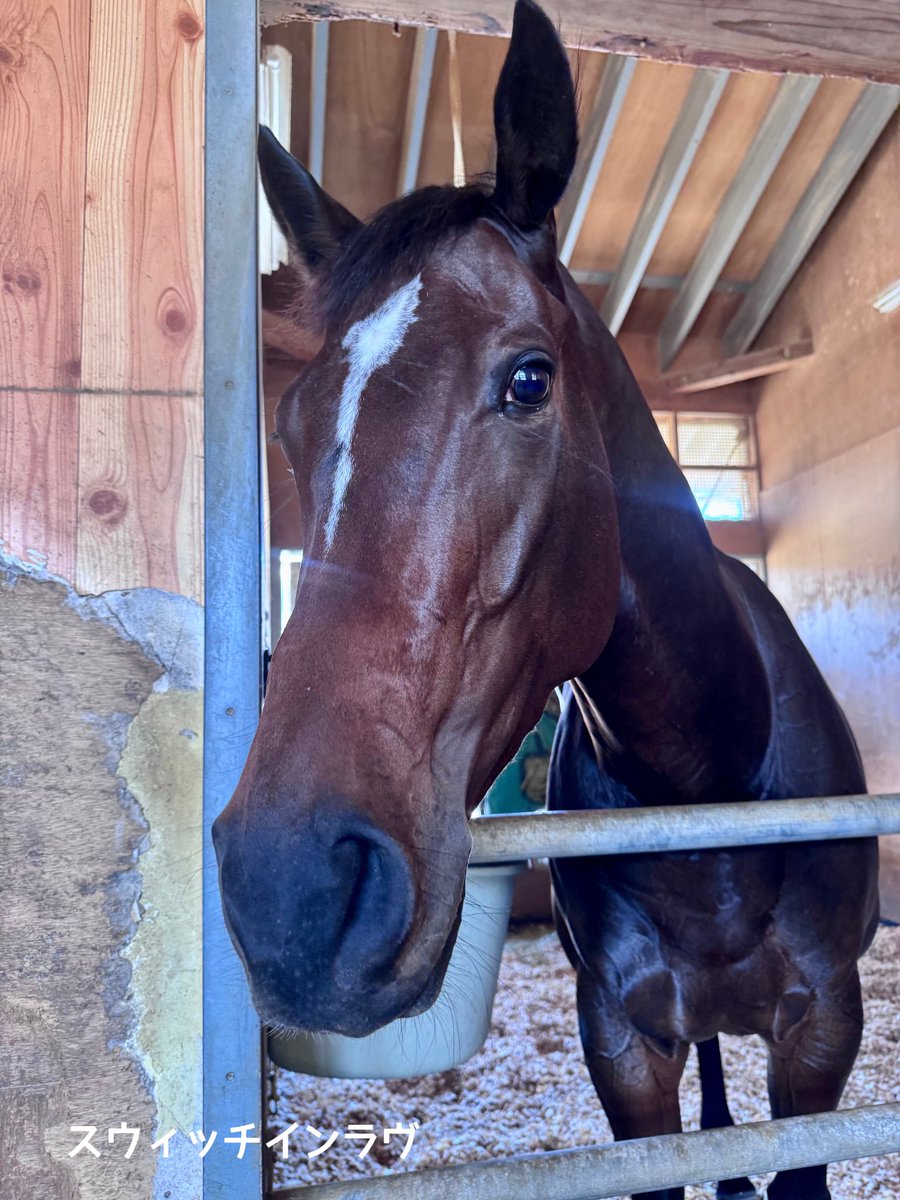 yahagistable's tweet photo. 今週の出走予定🏇

▼7/25（土）
<中京>
4R アスクハッピーマン
10R コルヴァス
12R カフラー

<札幌>
9R ジェルブロア
10R アスクデッドヒート
11R アンジュプロミス

<新潟>
7R ミストレス

▼7/26（日）
<中京>
9R スウィッチインラヴ
12R ウイングサンライズ

<札幌>
12R フリーガー

<新潟>
7R ジュタ