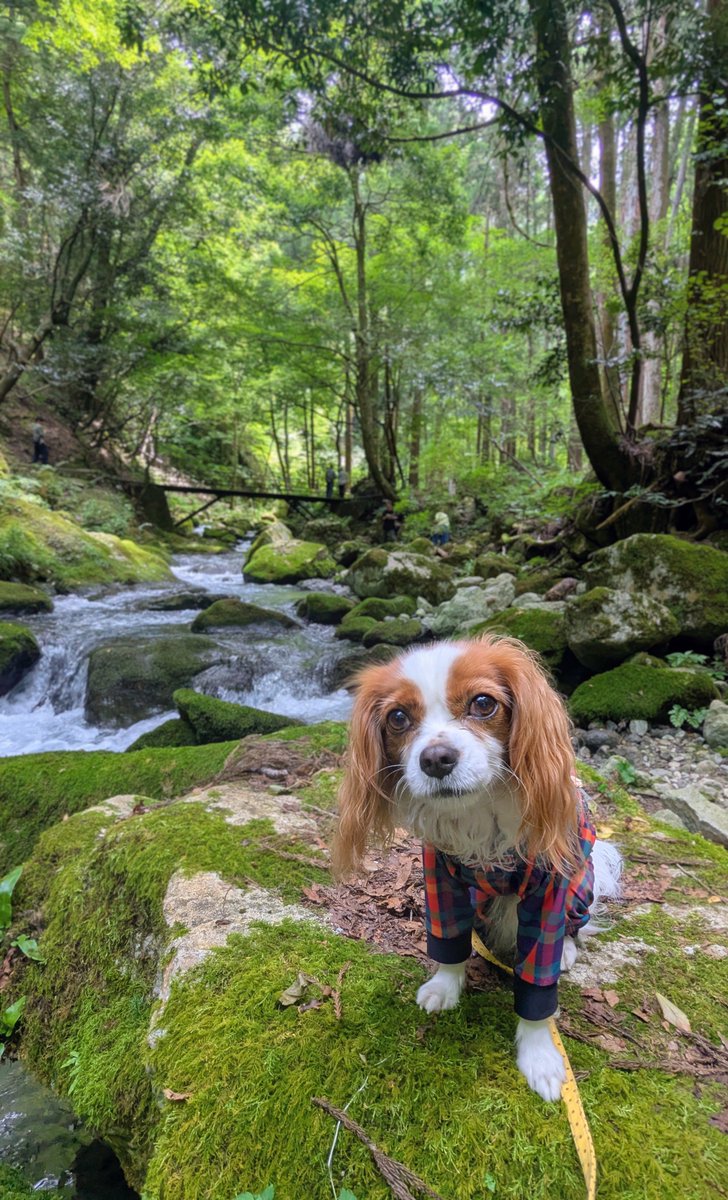 CavalierTaylor_'s tweet photo. 河内の風穴 洞窟🌲遊歩道🌲🌲 https://t.co/2wyYTGV0YL