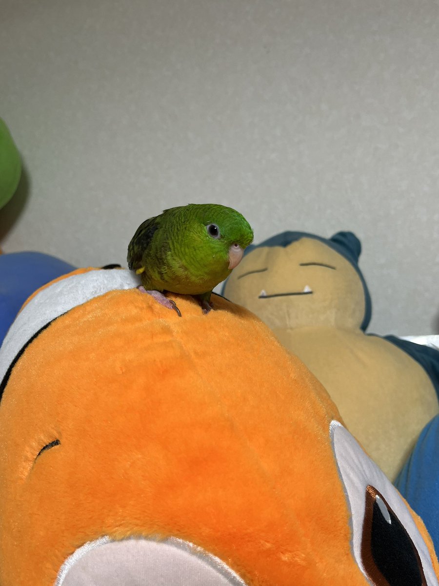 rinrinhimeobake's tweet photo. リアルぬいぐるみ⁉️ 可愛いすぎる😍

#サザナミインコ https://t.co/wr0SZUMrm4