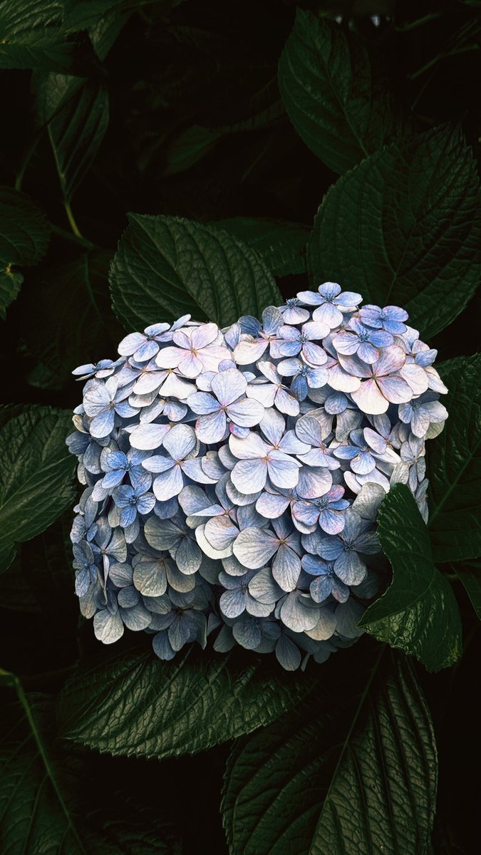qqqq_happy's tweet photo. Hydrangea in the shade.
📷@Handy81259423
#QQview
#hydrangea
#flowerphotography
#写真好きな人と繋がりたい
#TLを紫陽花でいっぱいにしよう https://t.co/ya3lYKQ0JS