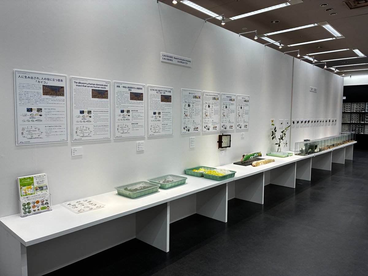 dantyutei's tweet photo. 福岡タワーの「ふくおか大昆虫展＆大鉱物展」
今日は内覧会と開会式でした！
明日から8月25日までの開催です！

見ごたえのある展示になったと思います。
（会場は涼しいです！）
@fuk_daikonchu
https://t.co/L68nLi5lnT https://t.co/FNcAUnslB0