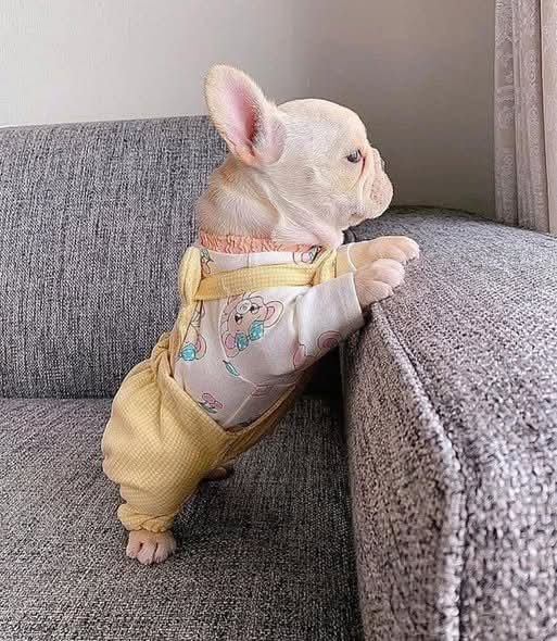 Frenchie_USA's tweet photo. Just say hi ! So we know you are still active in this x❤️😍 https://t.co/v9hemPYdv9
