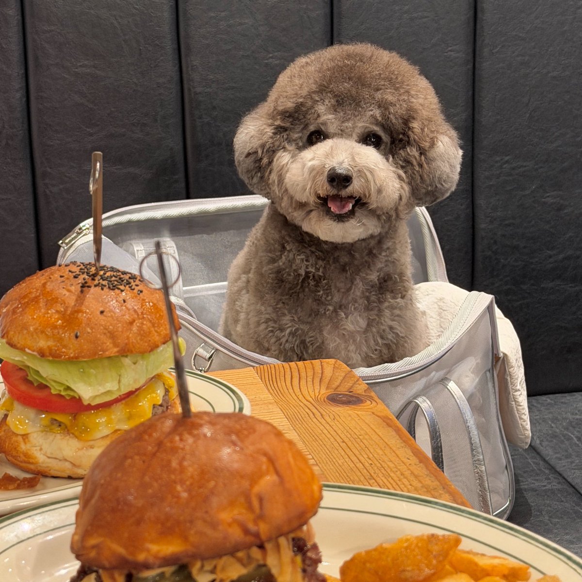 Perth0125's tweet photo. 美味しいもの食べられるのわかってる、犬(この後わんこ用パティもらって大満足ｲｯﾇ) https://t.co/2v5d1amzi5