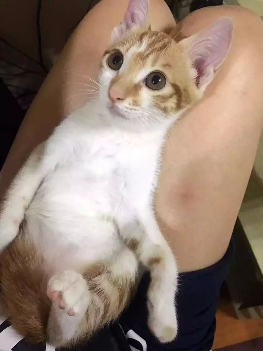 GeoffreyHays5's tweet photo. [Just spent 10 mins petting the stray cat outside my building—today’s small happiness just hit different ]， https://t.co/AUdgRyCmeA