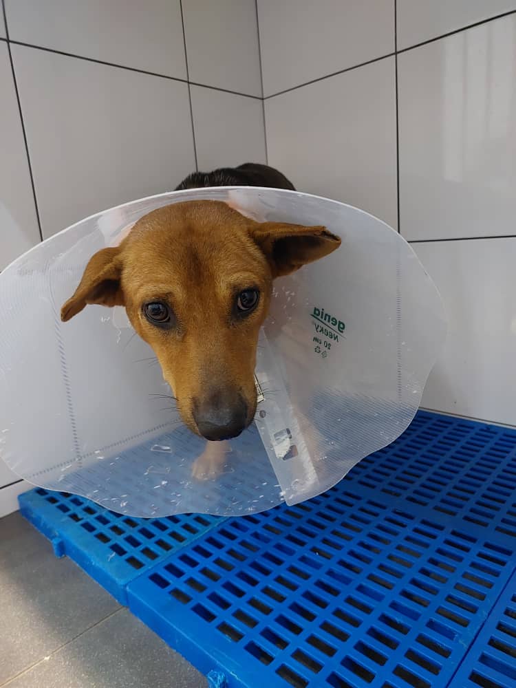 LindaElleHafiza's tweet photo. Sy dpt amik dia and bwk ke vet.
Sy ingat kan 1 spot je luka dia, rupa nya 2 spot luka 😩
Doc cakap agak dalam luka tu.
Doc cuci and dah jahit.
Amik masa utk heal sebab ada discharge and bengkak jugak.
Doc mandul kan sekali.
Now hari2 kena cuci luka and tukar bandage. https://t.co/yhJm14cKhu
