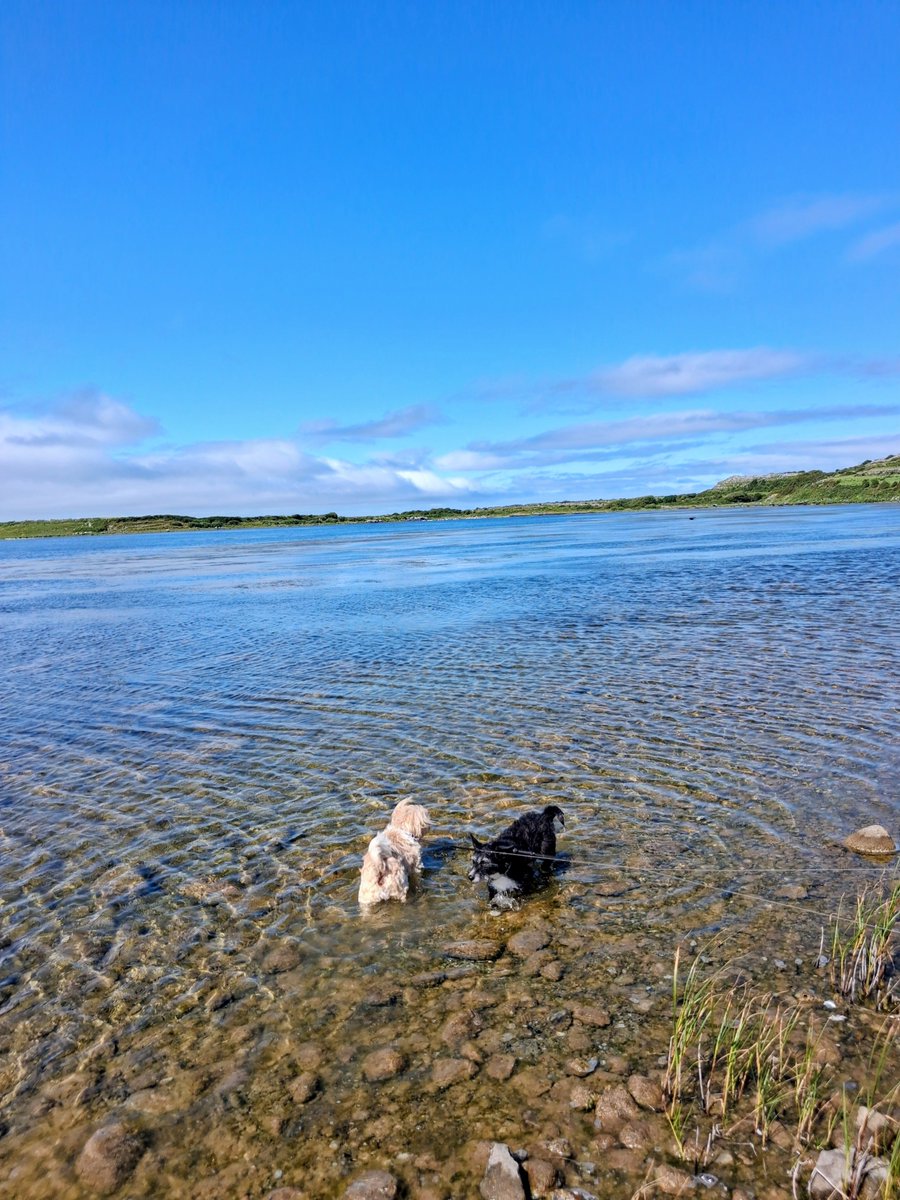 MargaretOC6's tweet photo. #WaterWednesday 

Jinx and Zena cooling down
in Lough Murree.
A rock/karst barrier lagoon. 

Flaggy Shore, Co Clare 🇮🇪 
(July 8th) https://t.co/FimsYW8NT1