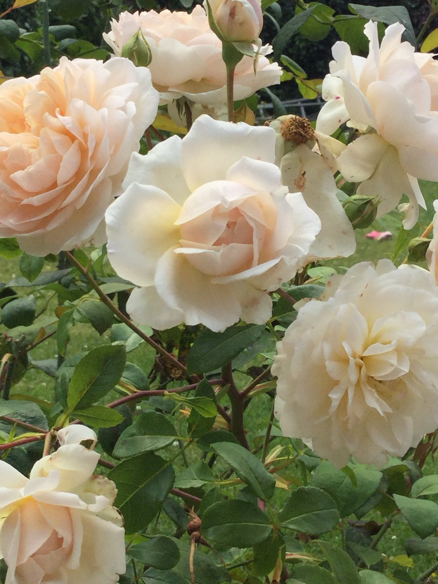 PickleBertie's tweet photo. Some of my David Austin roses over the years. #DavidAustinWednesday https://t.co/4VGd5bpKrt