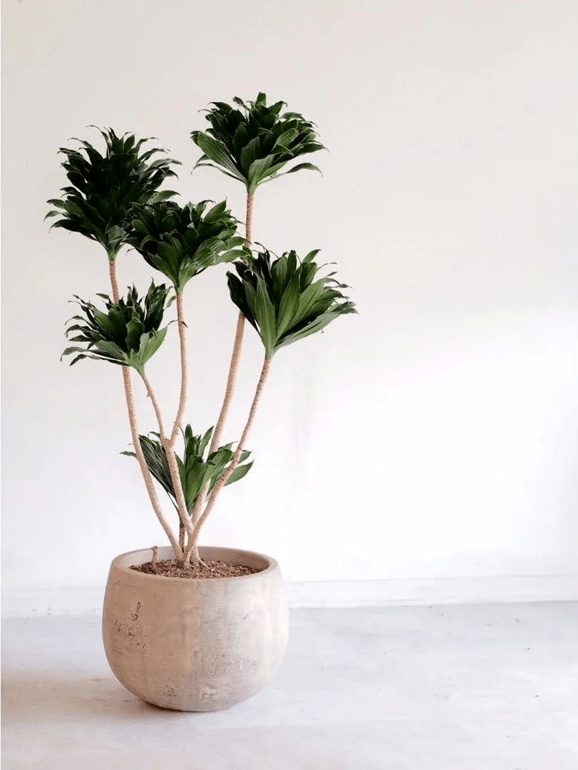 I_Default_I's tweet photo. Just spent 5 mins staring at the office plant, and suddenly today’s 3 hours of work feel… way less stressful. Small wins hit different ， https://t.co/Wso60N1sfI