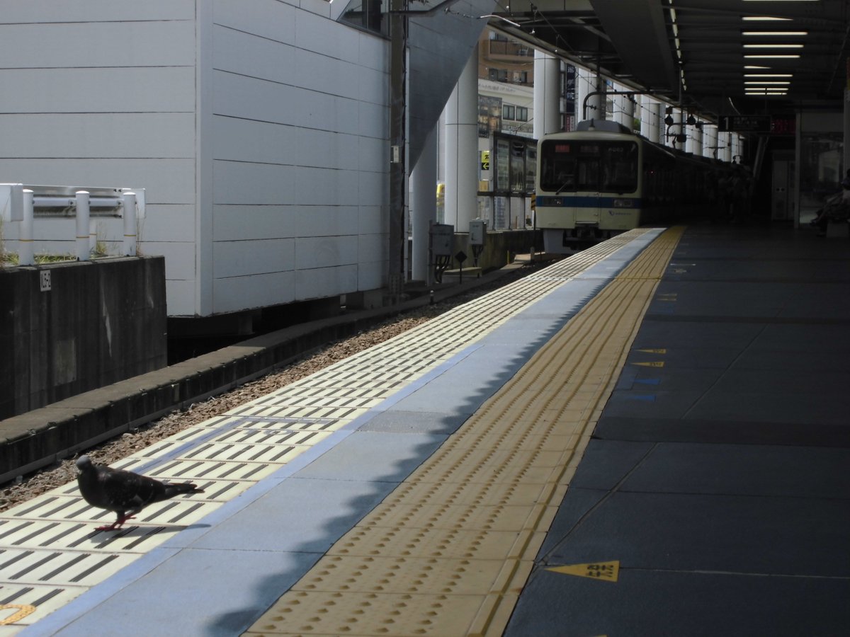scal_train's tweet photo. 2018年に相模大野駅のホームで撮影したのが出てきた
「ハトさん。黄色い点字ブロックの内側までお下がりください」 https://t.co/JXbQsiutBG