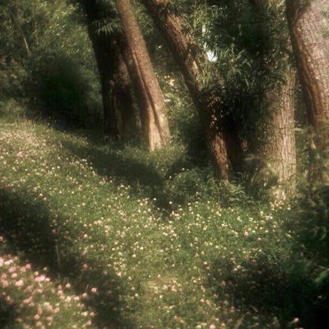 _Naturaee's tweet photo. It feels like fairies live here. https://t.co/ovJ689fI8D