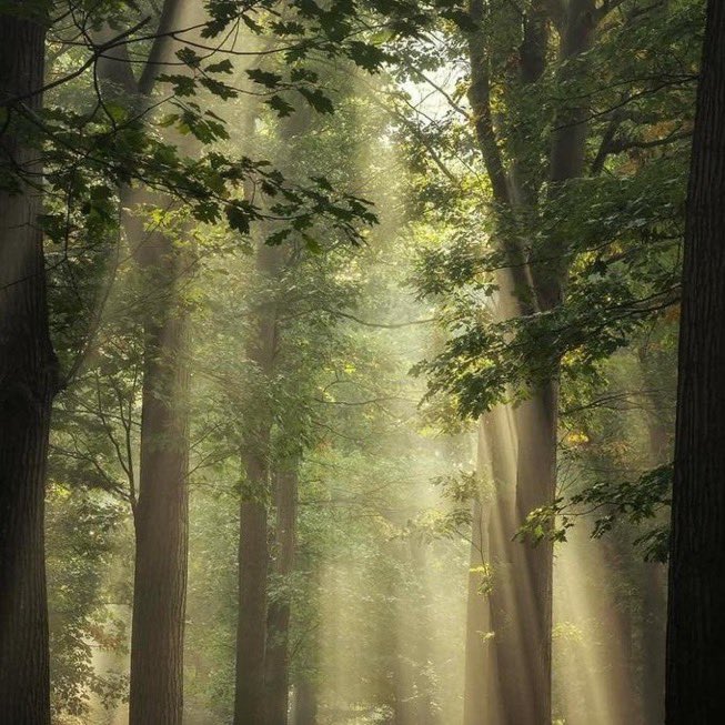 _Naturaee's tweet photo. It feels like fairies live here. https://t.co/ovJ689fI8D