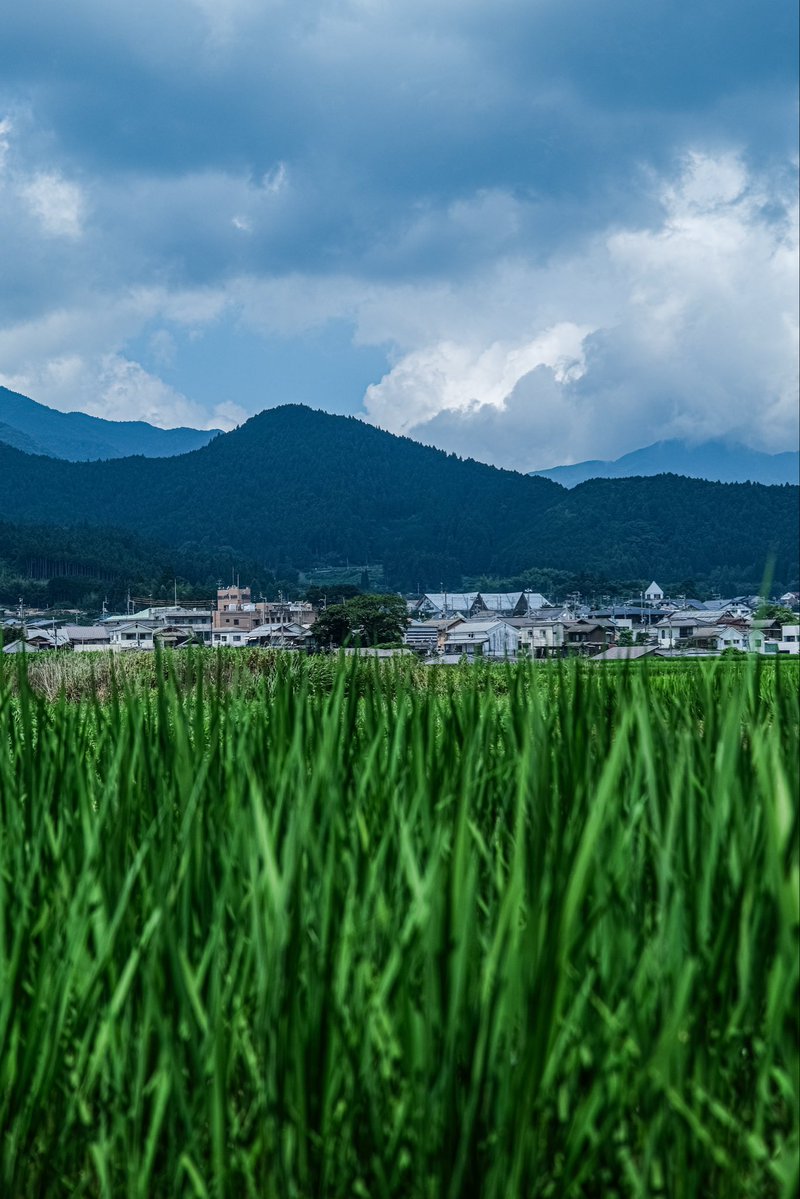 mikawataxiehime's tweet photo. 【お願い】

昨日田んぼの写真を撮っていたら、田んぼの主様に「何を撮りよるん？」と声を掛けられました。

美川タクシーで町の広報をしていて、
田んぼを撮らせていただいてました。

と説明すると、いつの間にか
「もっと町が元気になったらええのにな」
というお話しになっていました。

私は、ああ、やっぱりここには町を元気にと想う人たちがたくさんいるんだ…と改めて思ったのです。

「町を元気にする」
美川タクシーにとってそれは、たくさんの方に久万高原町を知ってもらうことです。

ゆっくりと時間が流れるこの町の空気を
私の写真でどれだけ��人に感じてもらえるだろう…。

そう悩む日も少なくありません。

少しずつ静かになっていく久万高原町だからこそ、町の景色や空気をできるだけ多くの方に見てもらいたい。

少しでも応援したい、見守りたい…
そう思ってくださったら拡散、フォローしてくださると嬉しいです。