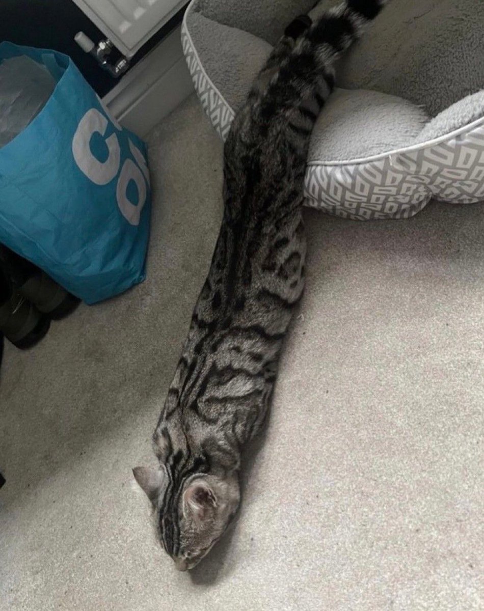 BestOfMeow's tweet photo. Cat or snake https://t.co/URFXBV3WAY