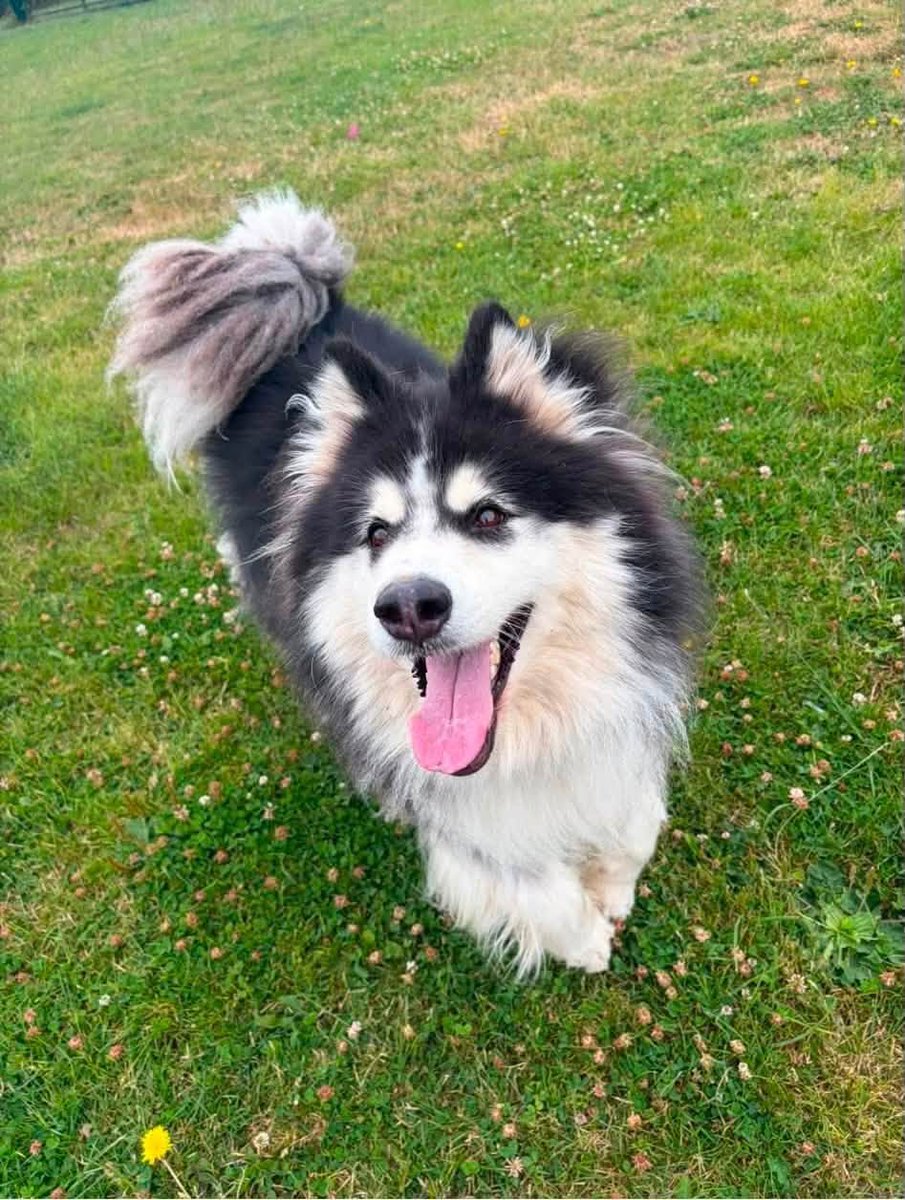 AdoptionsUk's tweet photo. VERY URGENT, PLEASE  RETWEET TO HELP SAVE 3 DOGS DUE TO BE PUT TO SLEEP BY A COUNCIL POUND SLEEP ON FRIDAY 24 JULY 2026 💔💔💔
APPEAL FOR FOSTER HOMES AND DONATIONS TO SAVE THEM #UK 
If you can help or donate please contact 8 Below Husky Rescue below asap or just share .
Three Lives. TWO Days. One Chance. 💔
Please meet Ragnor, Echo and Rose—three beautiful dogs whose lives now hang in the balance through absolutely no fault of their own.
These wonderful dogs are currently in the care of the local authorities and, heartbreakingly, they have been booked for euthanasia this Friday unless a rescue space can be found in time.
This week has been relentless. We have been inundated with desperate calls about dogs who have nowhere left to turn. 💔
Ragnor and Rose are around 5 years old, while Echo is just 2 years old. All three have been described as loving, friendly and affectionate dogs who are good with other dogs. They have done nothing wrong. They simply deserve the chance to experience the love, safety and security of a family who will never let them down.
The clock is ticking, and we are doing everything we possibly can to bring them to safety before it's too late.
We are urgently appealing for foster homes and forever homes for the dogs already in our care who have completed their assessments and veterinary treatment. Every dog that leaves for a loving home creates a lifesaving space for another dog like Ragnor, Echo or Rose.
We will not let Friday become the end of their story. 
Help us give Ragnor, Echo and Rose the second chance they so desperately deserve. ❤️
📱 If you're interested in fostering or adopting through 8 Below Husky Rescue, please complete our application form below:�⬇️
https://t.co/5tO2J6kRYq
If anyone would like to make a donation and support the work we do there are many ways you can do so, every pound is a huge help and we are incredibly thankful 🐾
🩷 CAF Donate https://t.co/aK3BjIRfdB
🩷 PayPal Info@8belowhuskyrescue.org
🩷 Bank Transfer
Bank Name: CAF BANK Account Name: 8 Below Husky Rescue Sort Code: 40-52-40 Account Number: 00028283
🩷 Cheques Please email nicola@8belowhuskyrescue.org for postal details.
🩷 Facebook Donate Button
Thank you for standing beside us and helping us continue to save dogs who have nowhere else to turn. 🐾 
Please share on facebook if you have it... 

https://t.co/EkvjPTjGU2

#dogs #adoptdontshop #England #Wales #Scotland #London #Husky #Huskies @AndrewRosindell  @KatieAmess  @SaintsSledDogs @LabourAnimalRG @ConservativeAWF @NickDixonITV @PatrickChristys @GMB @thismorning @liamgallagher @clarebalding @rickygervais @JaneFallon  @APDAWG1 @Nightowl400 @rosiedoc666 @lucydahlia @PETAUK @RSPCA_PATeam @DogsTrust @PeterEgan6 @domdyer70