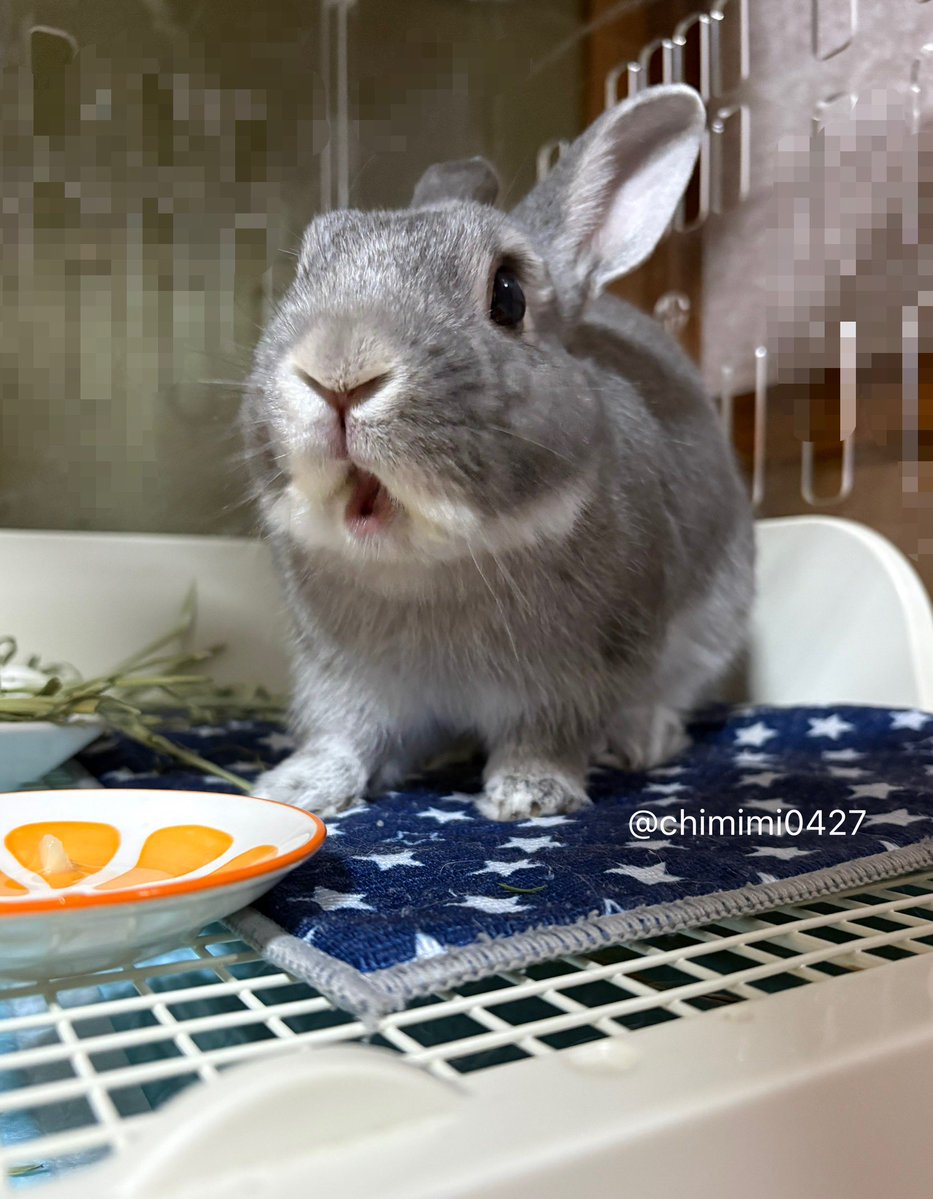 chimimi0427's tweet photo. 今年初めて桃食べたよ🍑✨

🐰ほあ〜〜〜おいち〜〜〜！！ https://t.co/m5Zb32bBT4