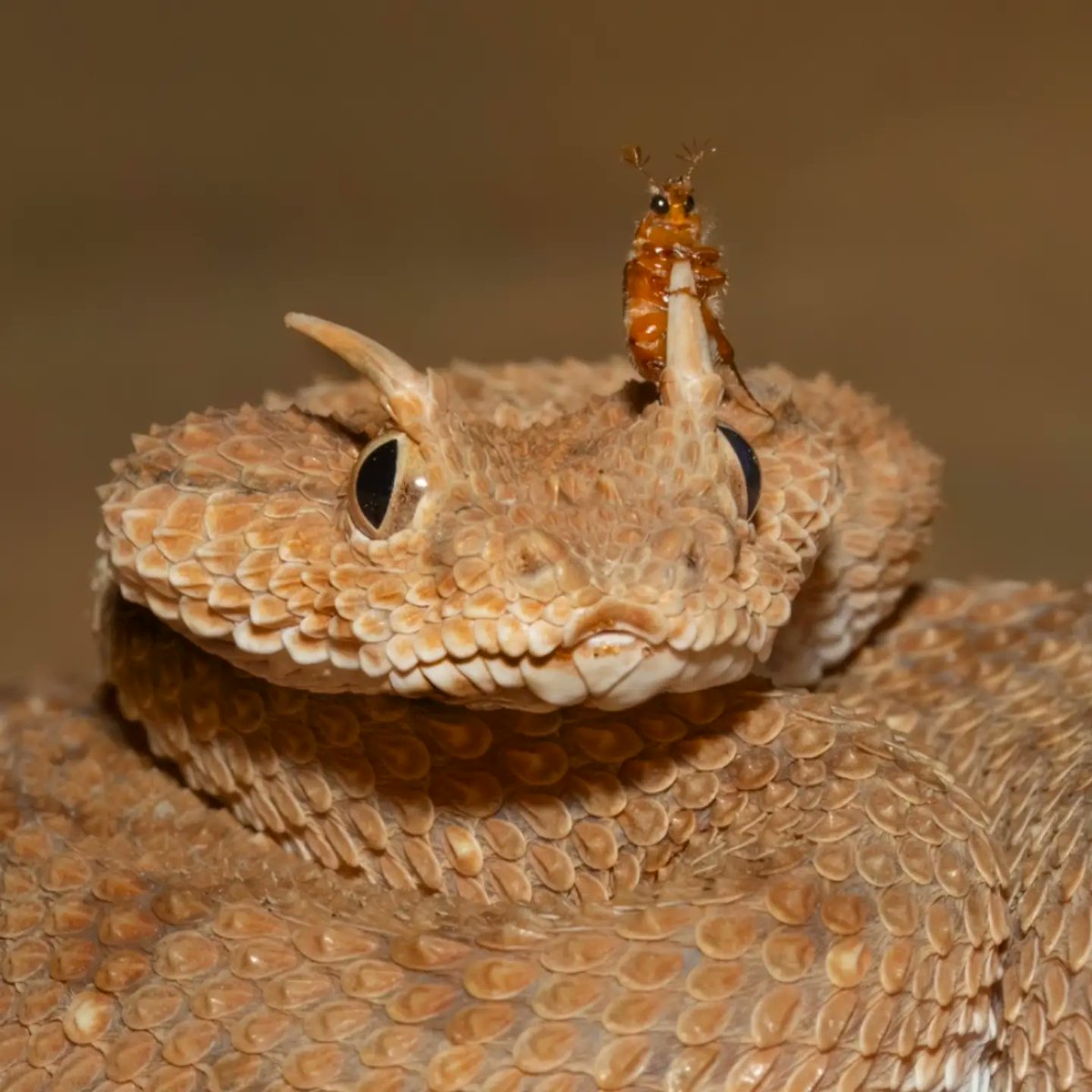 AMAZlNGNATURE's tweet photo. New Disney characters unlocked

Wildlife photographer Nimish Peter captured a horned viper staying perfectly still as a tiny insect landed on one of its signature horns in the desert https://t.co/c5wklIdz0X