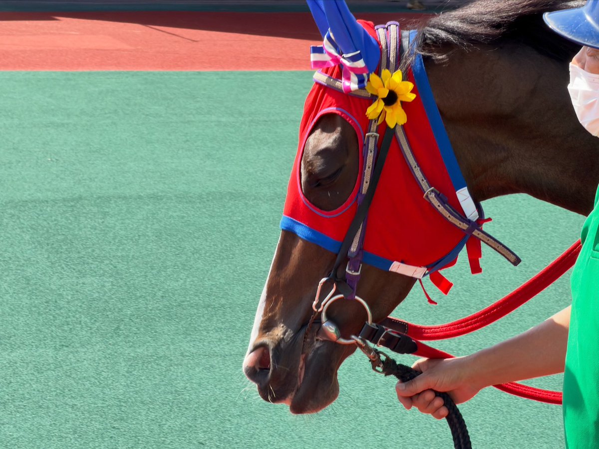 pinknahong's tweet photo. パドマーワトちゃん🐴💗
ひまわりつけてもらってて本当に似合って可愛かった🥰️
140戦目も暑い中本当によく頑張ってたね🏇
いつもゴール前で応援しながら無事に帰ってきてくれるの待ってるよ！！ https://t.co/625bVIQCmx