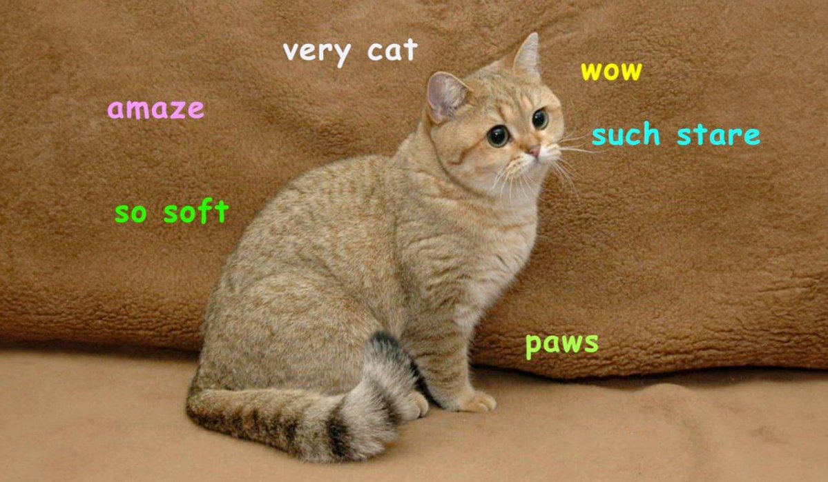 starecatstaring's tweet photo. @fibonacki yea and its also amaze and so soft yea and very cat so wow much stare https://t.co/CSo3z9yrnZ