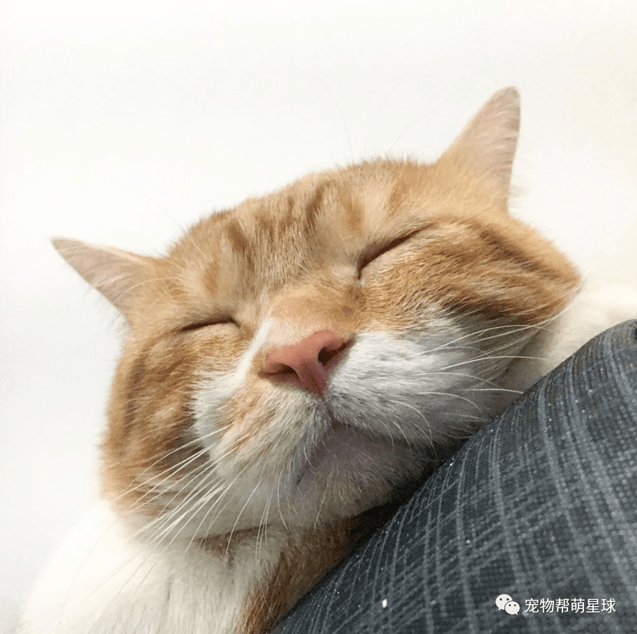MBethune22930's tweet photo. Just spent 10 mins watching a stray cat nap on the office windowsill. Work can wait a sec—small wins hit different. https://t.co/Y1s5Vapp1Y