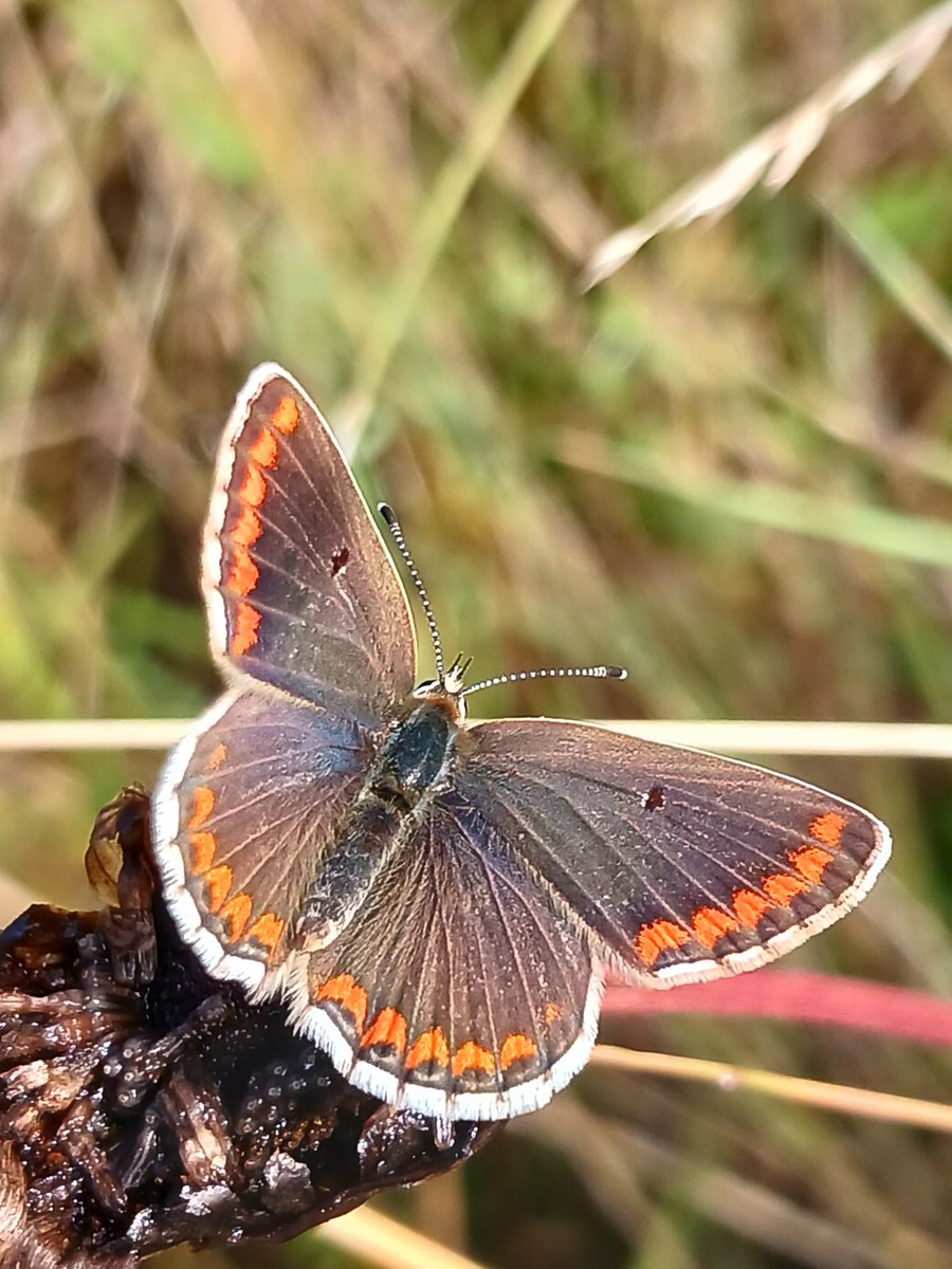 ExploreEssex's tweet photo. π¦ The #BigButterflyCount 2026 is here!
From now until 9 August, you can help @savebutterflies by spending 15 minutes counting butterflies.
Choose a sunny spot β like our magnificent country park β and take part in the UK's biggest butterfly survey.
π https://t.co/5dv3euwEdX https://t.co/U4mWDQ9fx0