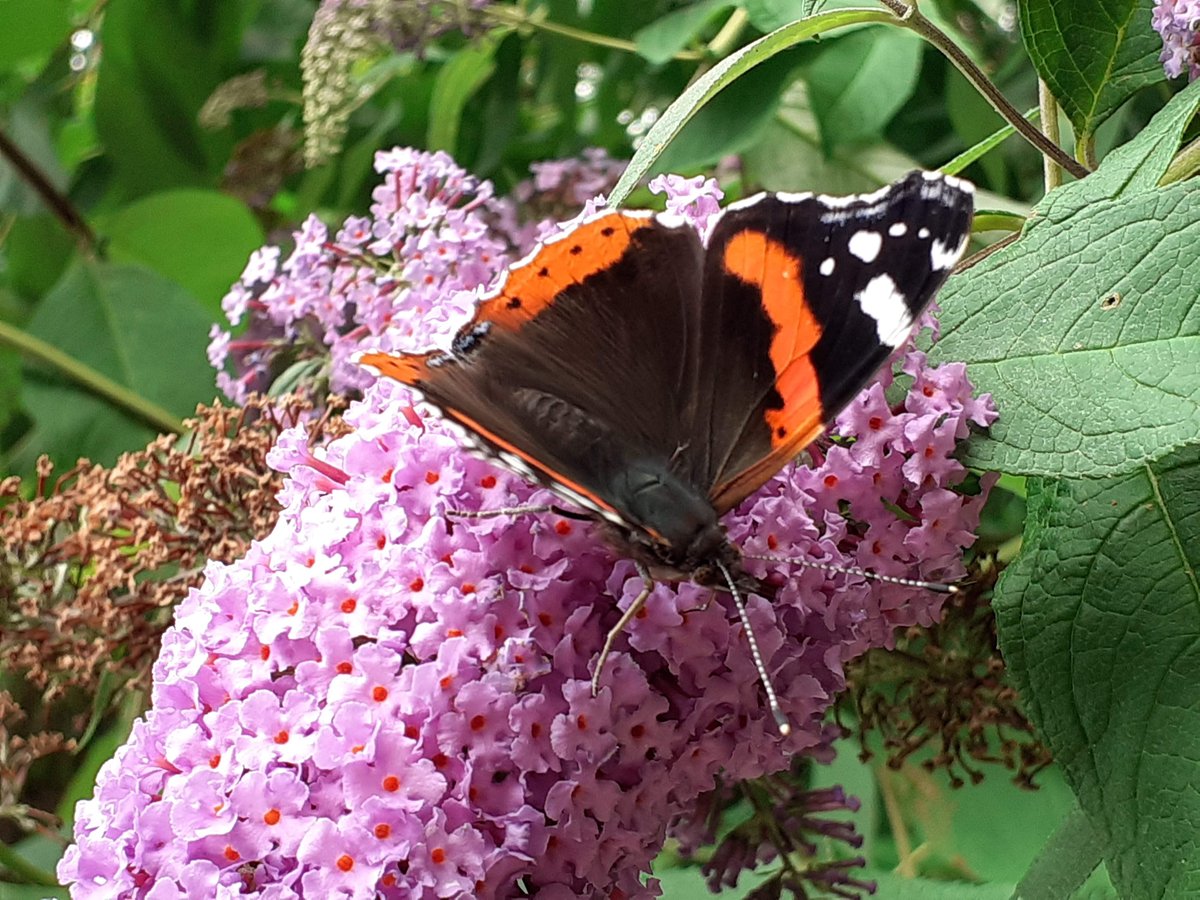 ExploreEssex's tweet photo. π¦ The #BigButterflyCount 2026 is here!
From now until 9 August, you can help @savebutterflies by spending 15 minutes counting butterflies.
Choose a sunny spot β like our magnificent country park β and take part in the UK's biggest butterfly survey.
π https://t.co/5dv3euwEdX https://t.co/U4mWDQ9fx0