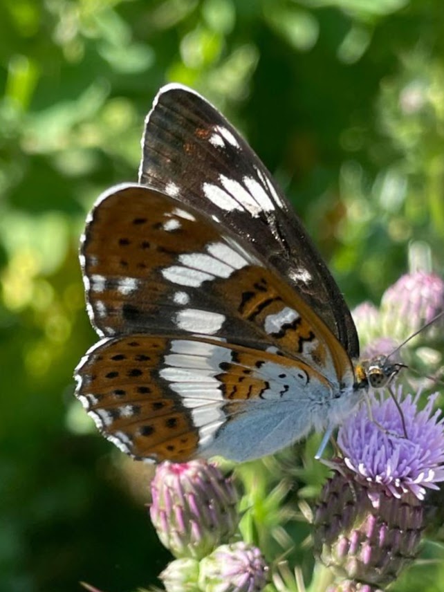 ExploreEssex's tweet photo. π¦ The #BigButterflyCount 2026 is here!
From now until 9 August, you can help @savebutterflies by spending 15 minutes counting butterflies.
Choose a sunny spot β like our magnificent country park β and take part in the UK's biggest butterfly survey.
π https://t.co/5dv3euwEdX https://t.co/U4mWDQ9fx0